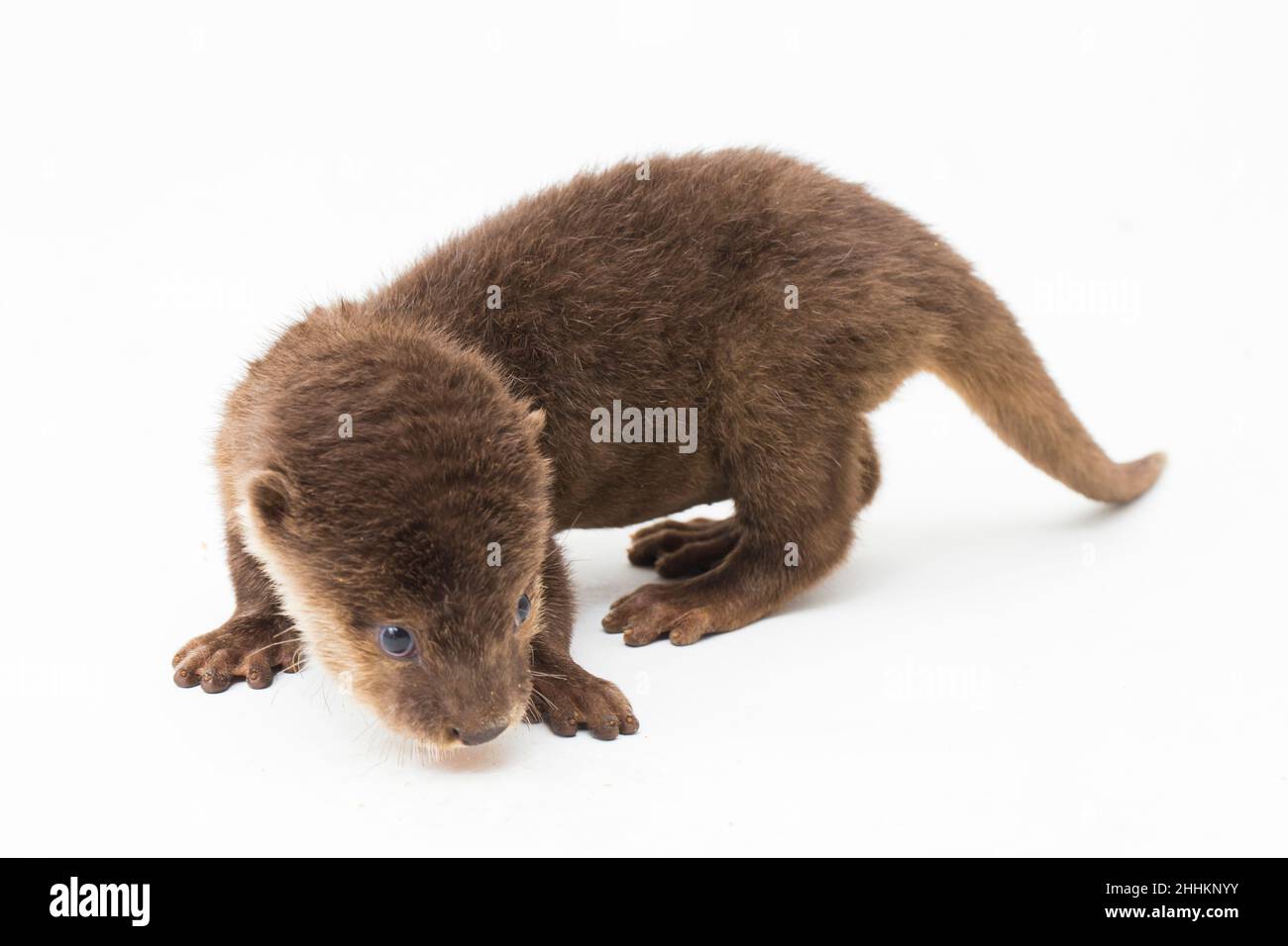 Asian small-clawed otter, also known as the oriental small-clawed otter or simply small-clawed otter isolated white background Stock Photo