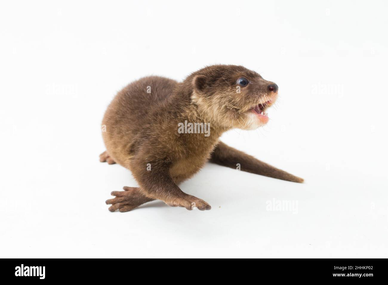 Asian small-clawed otter, also known as the oriental small-clawed otter or simply small-clawed otter isolated white background Stock Photo