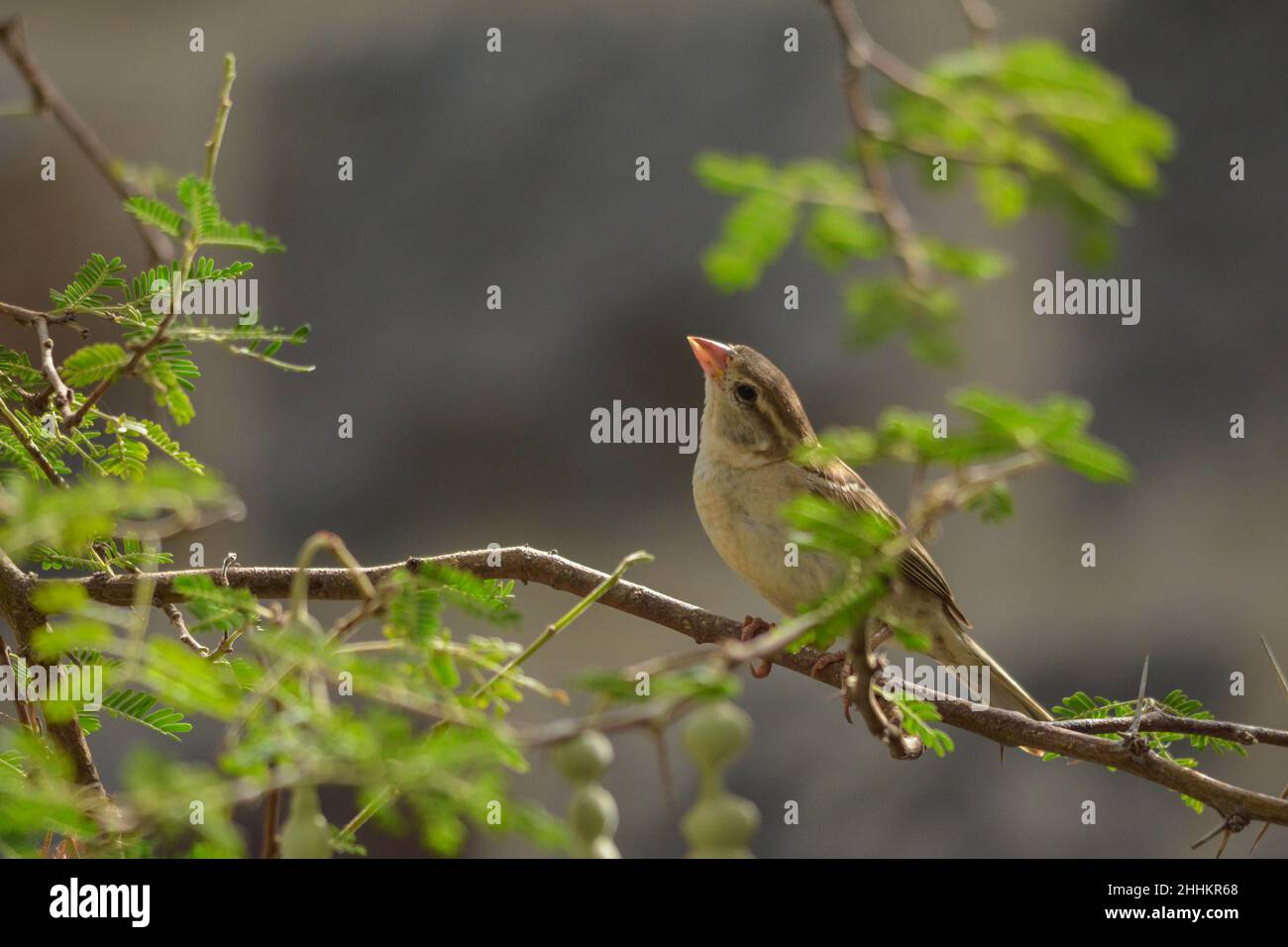 Little sparrow bird sitting alone Stock Photo