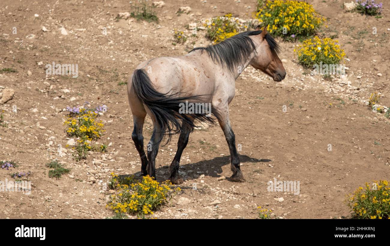 Red Roan Wild Horse Mustang Stallion in the Pryor Mountains Wild Horse Range on the border of Wyoming in the United States Stock Photo