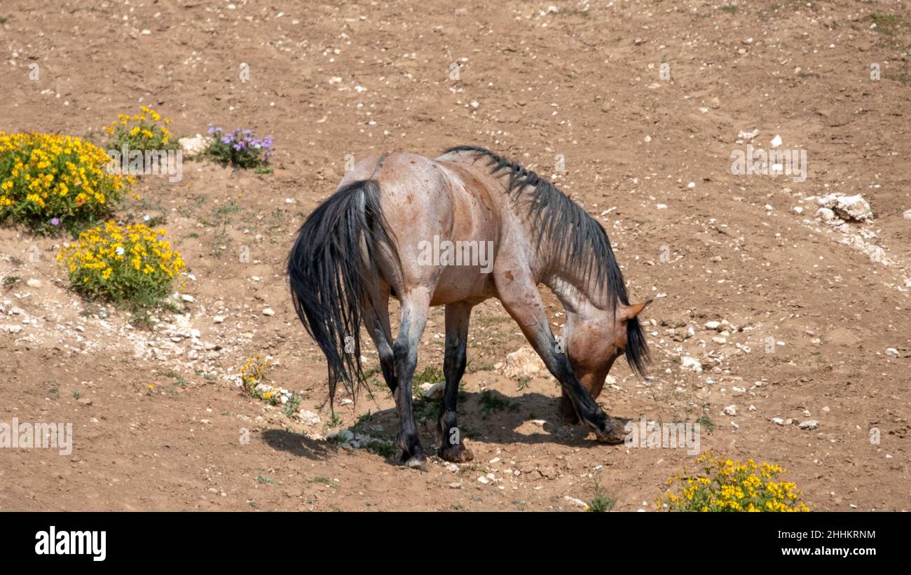 Red Roan Wild Horse Mustang Stallion feeding on flowers in the Pryor Mountains Wild Horse Range on the border of Wyoming in the United States Stock Photo