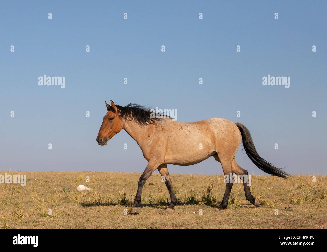 Strawberry Red Roan Wild Horse Mustang Stallion walking in the Pryor Mountains Wild Horse Range on the border of Wyoming in the United States Stock Photo