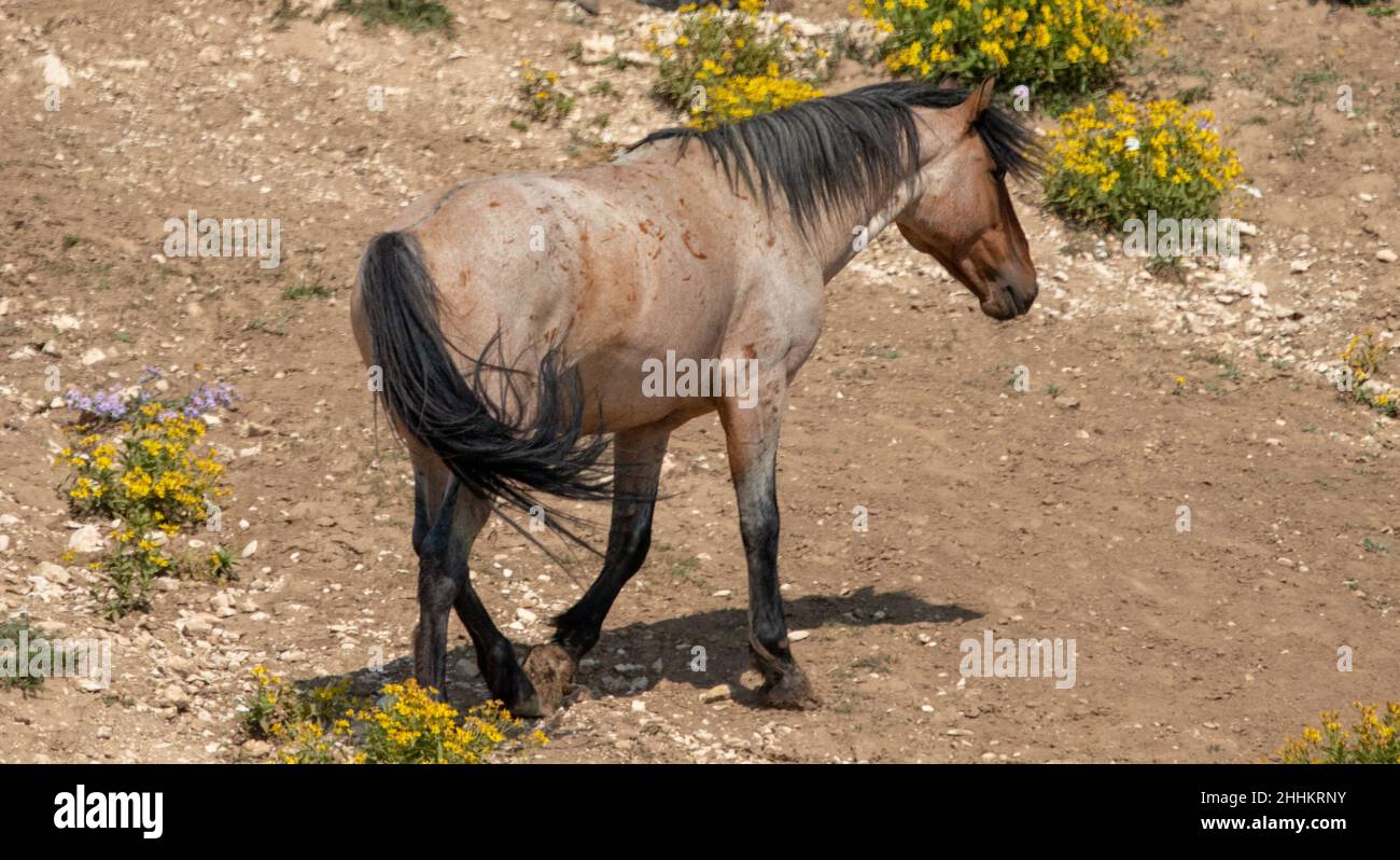 Strawberry Roan Wild Horse Stallion in the Pryor Mountains Wild Horse Range on the border of Wyoming in the United States Stock Photo