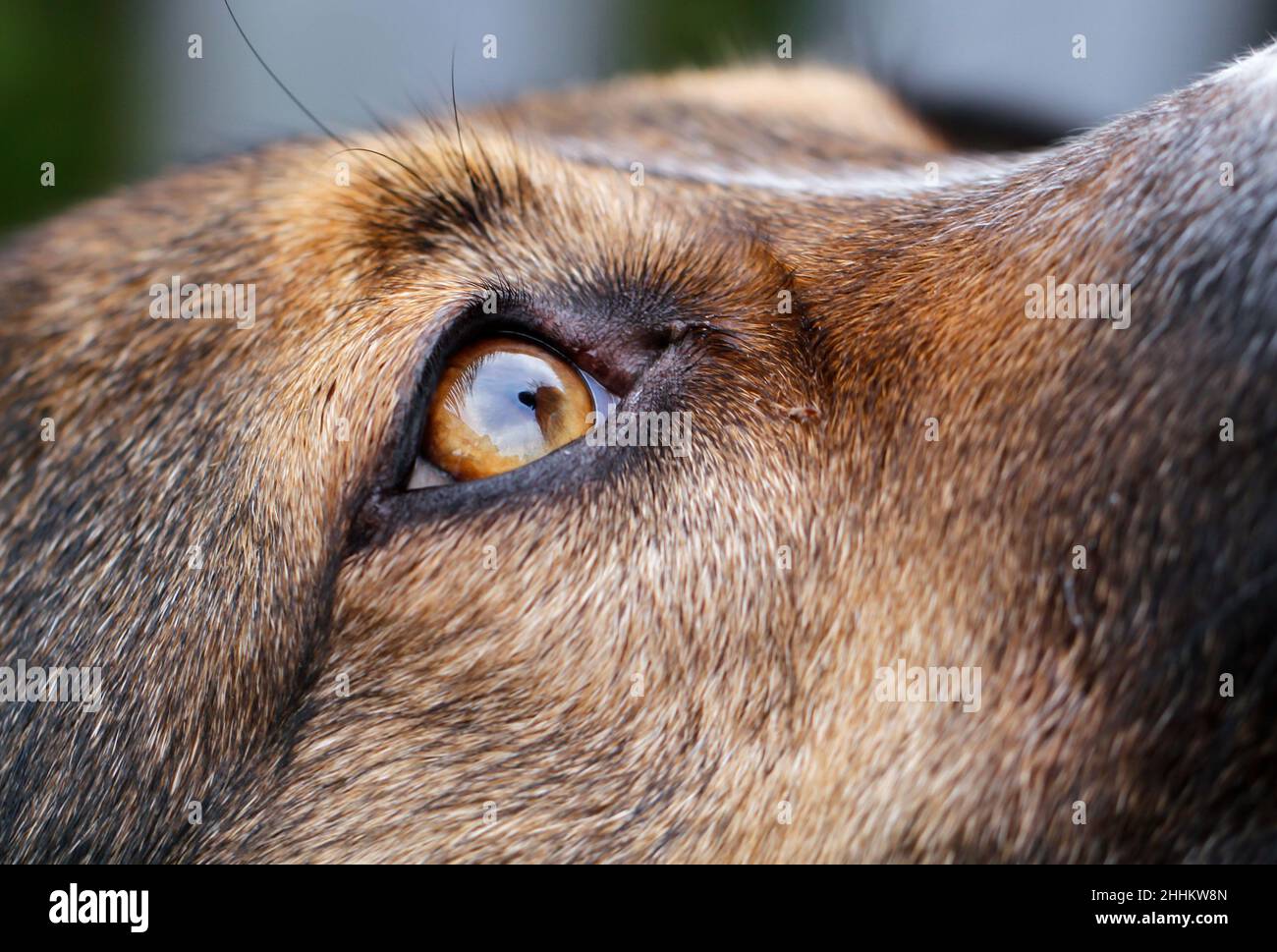 Gummersbach, Germany. 18th Jan, 2022. A mongrel dog looks up in a garden. (ILLUSTRATION to dpa: 'Pictures of animal cruelty on the Internet: Animal rights activists demand penalties') Credit: Wolfgang Hoppe/dpa/Alamy Live News Stock Photo