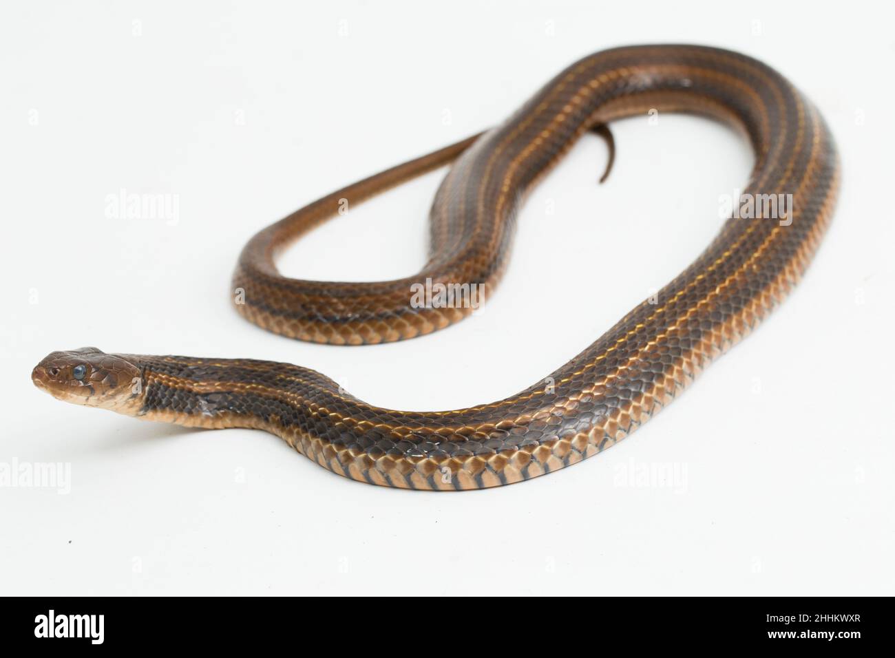 The checkered keelback (Fowlea piscator), Asiatic water snake. Isolated