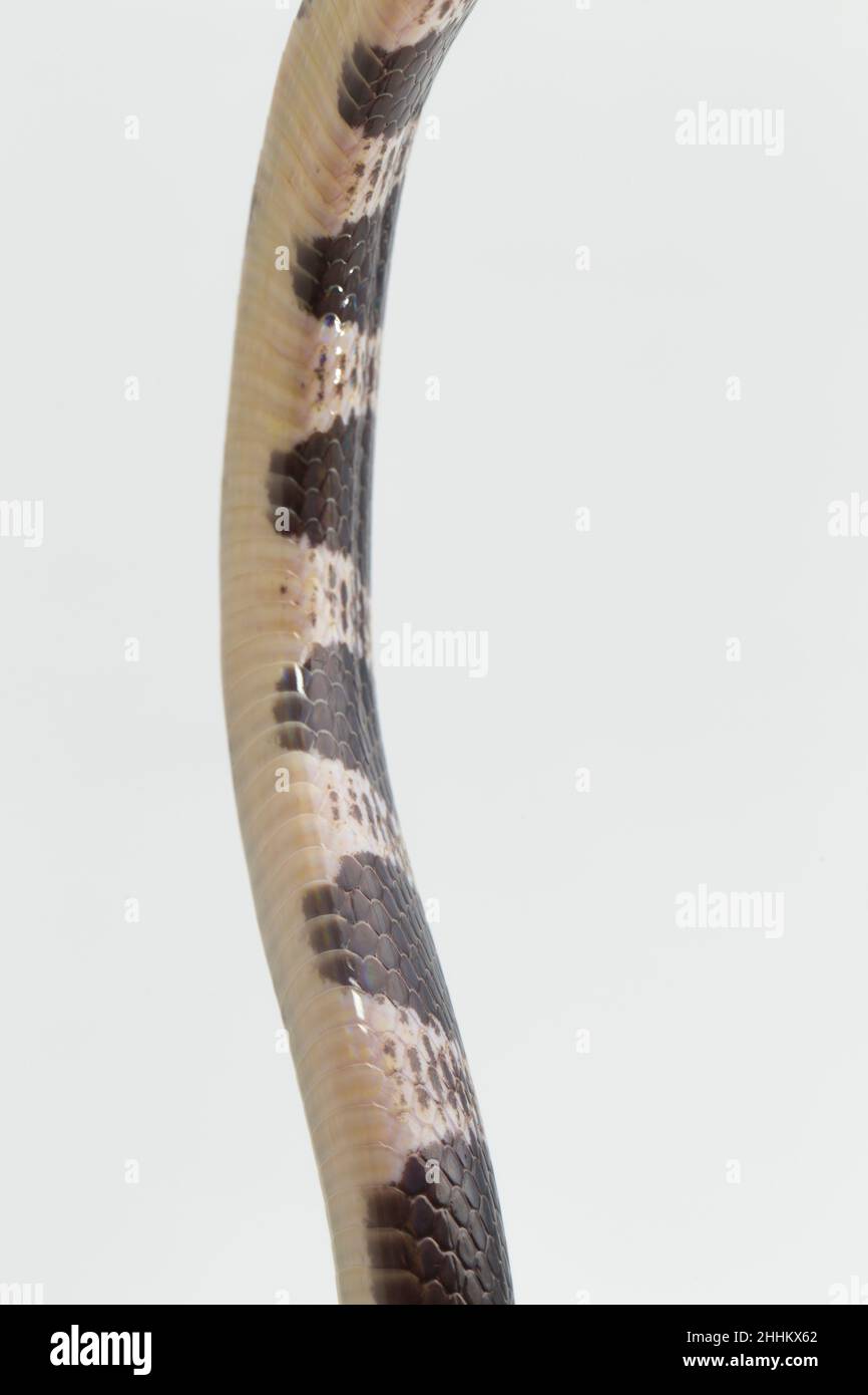 Highly venomous, Malayan krait or blue krait (Bungarus candidus ...