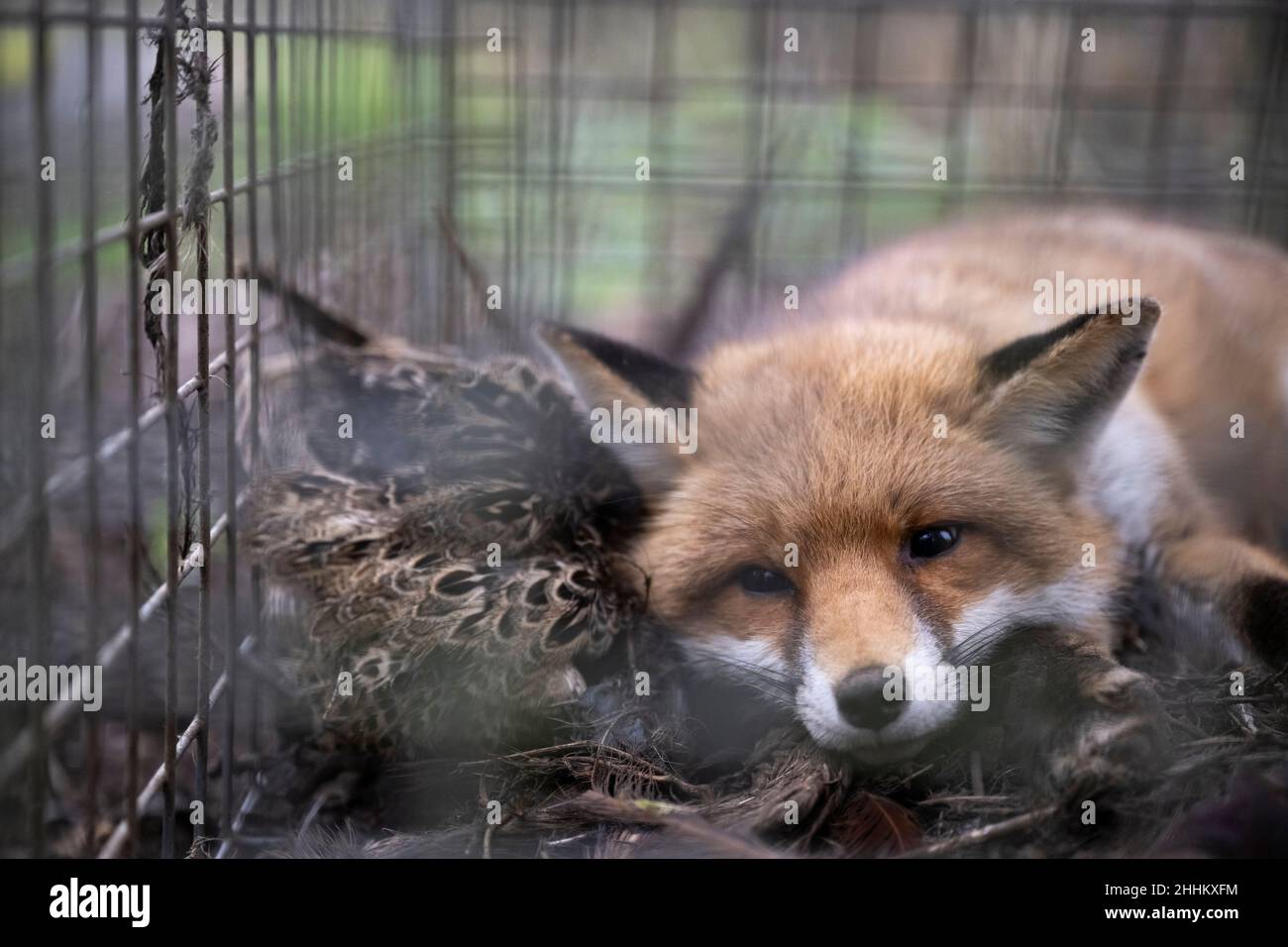 Female vixen fox is trapped in a cage with dead birds Stock Photo - Alamy