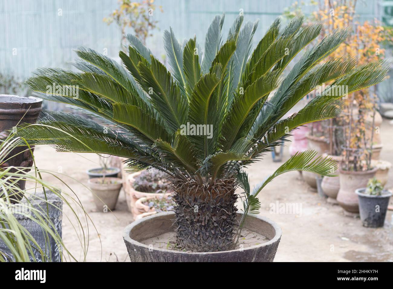 Cycas revoluta, sago palm, king sago, sago cycad or Japanese sago palm in a large pot Stock Photo