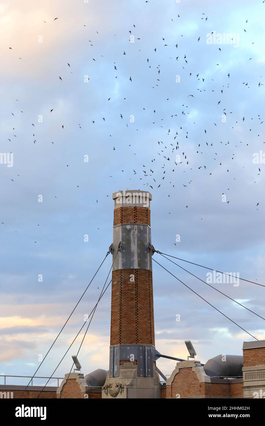 Migrating Vaux's Swifts prepare to roost inside the Chapman Elementary School chimney, Portland, Oregon, September 19, 2021. Stock Photo