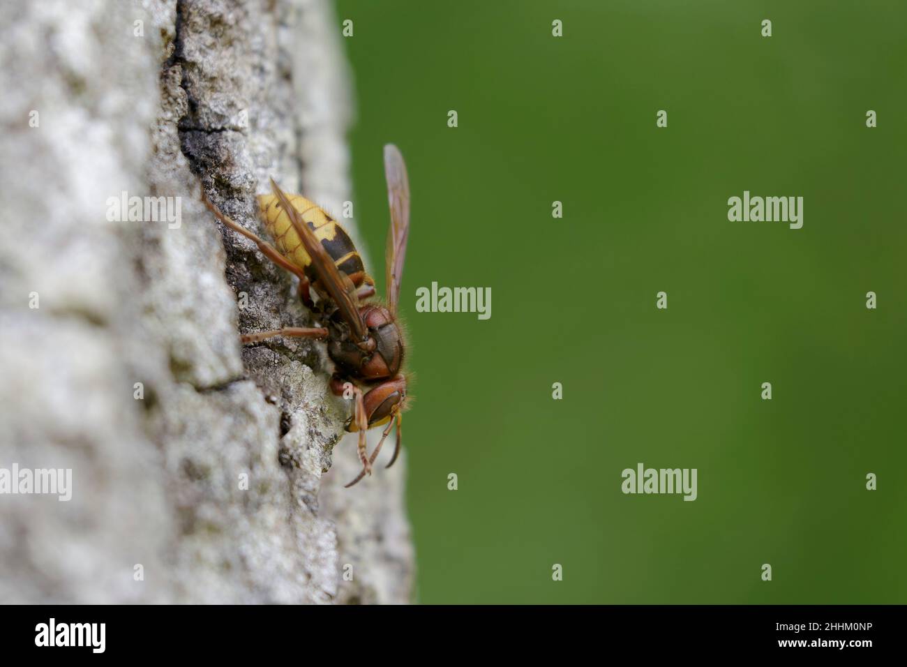 European Hornet Vespa crabro feeding on sap in a forest Stock Photo