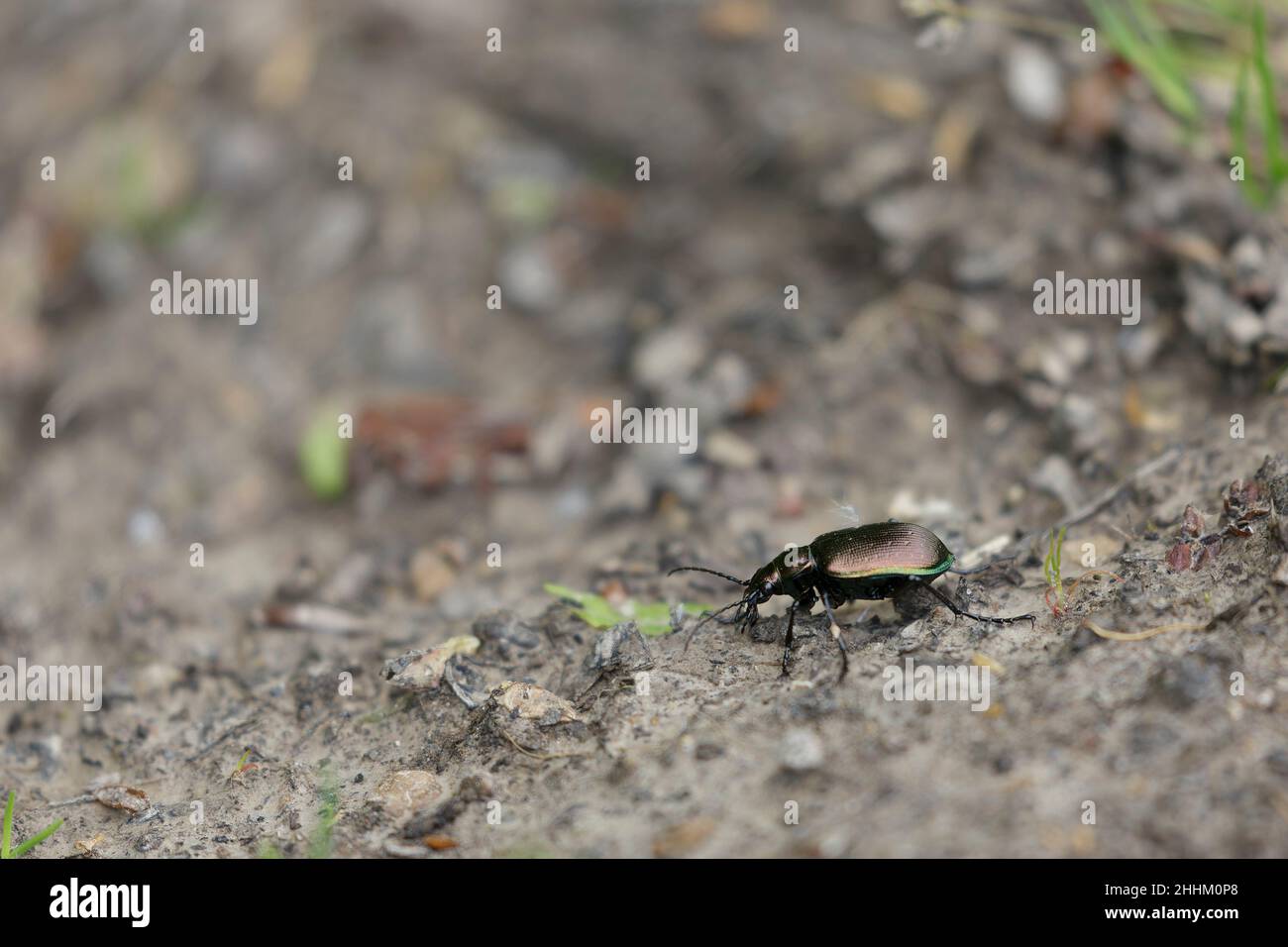 Caterpillar-hunter Calosoma inquisitor walking on ground in a deciduous forest Stock Photo
