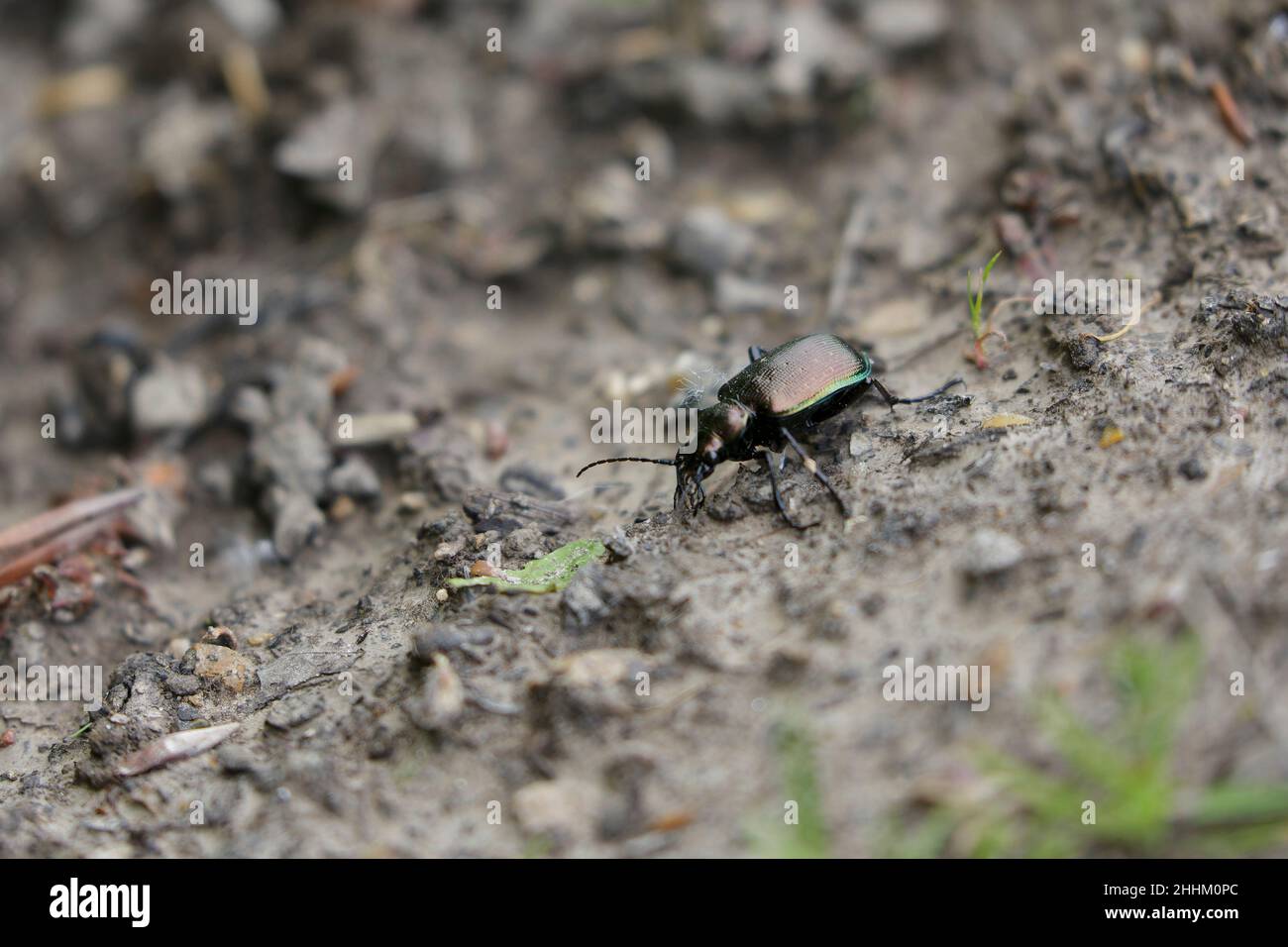Caterpillar-hunter Calosoma inquisitor walking on ground in a deciduous forest Stock Photo