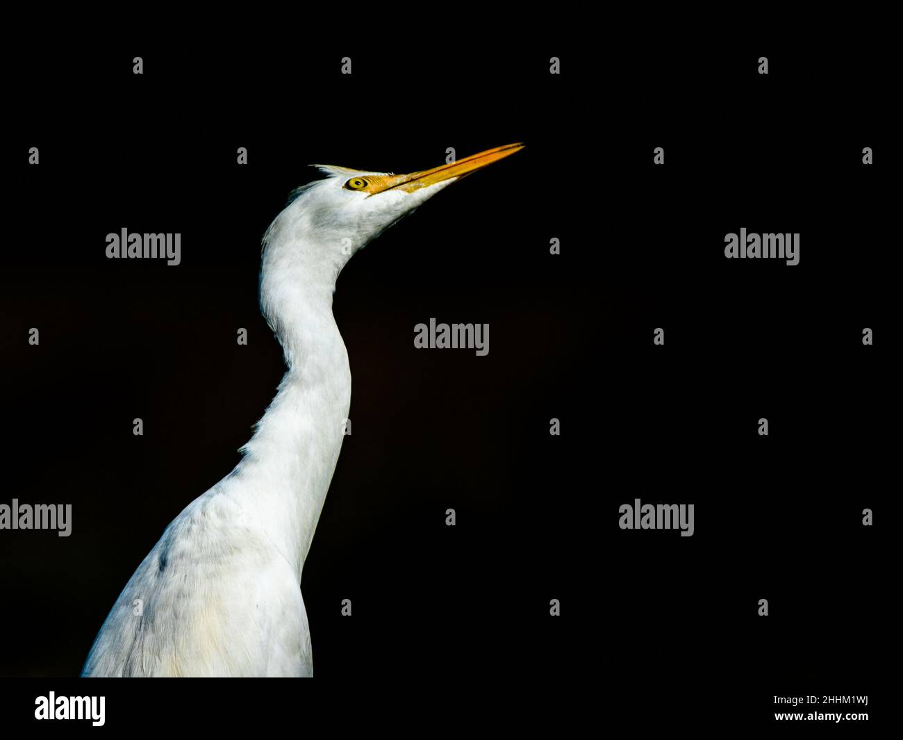 Low key image of Little Egret looking upward while searching food Stock Photo