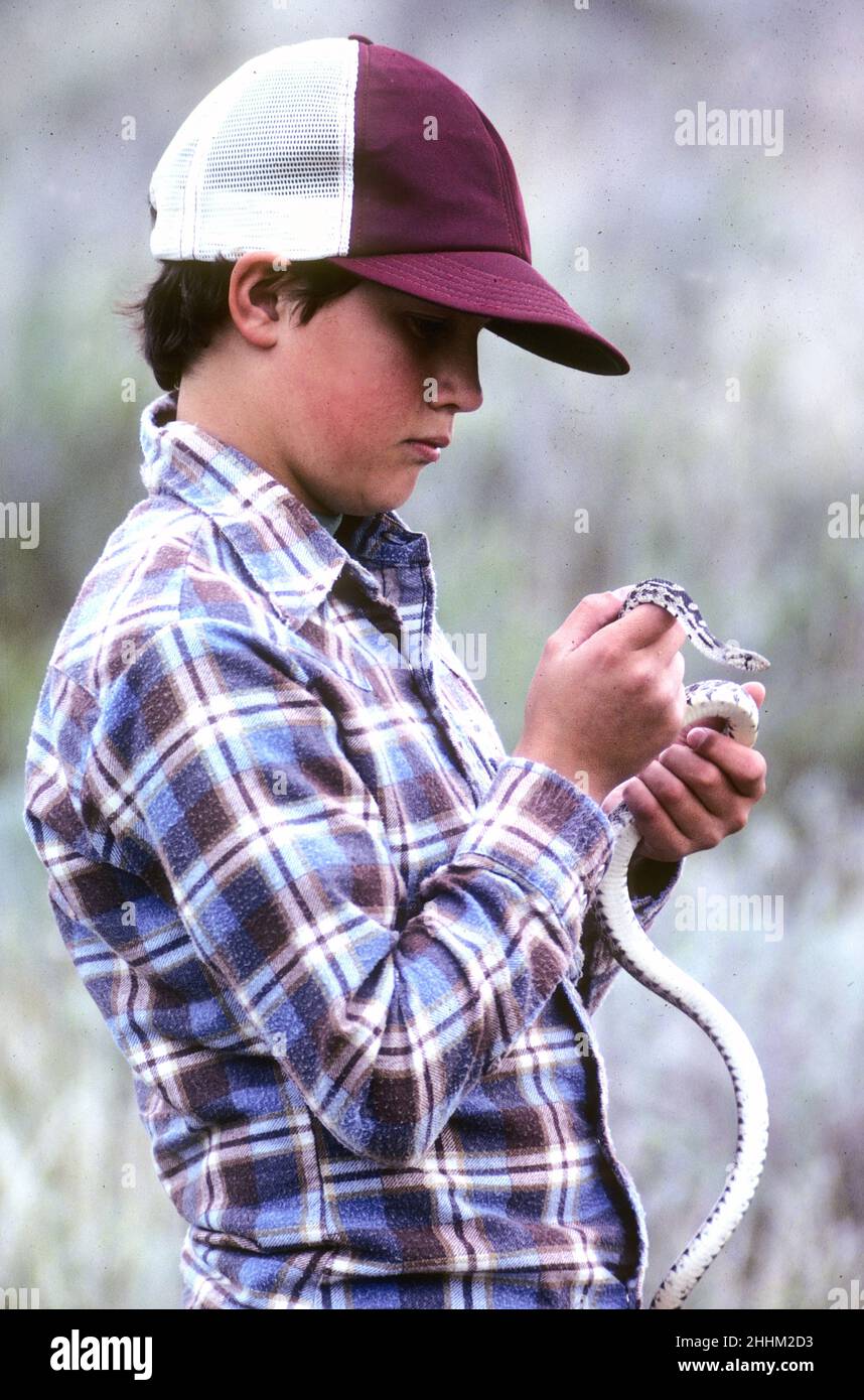 Young boy (11-years old) holding a bull Snake in SW Idaho Stock Photo