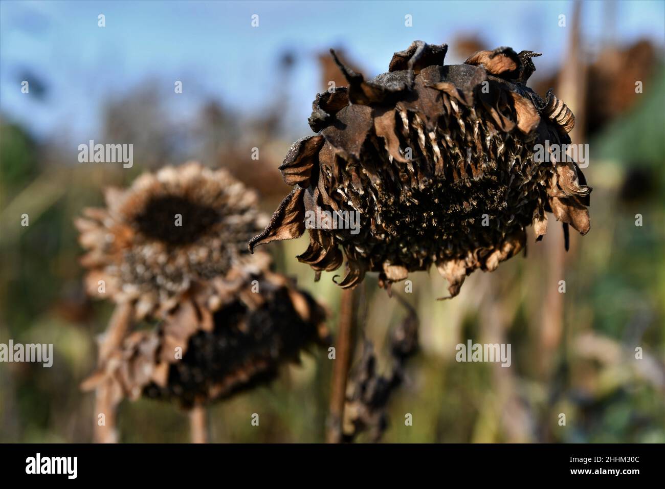 Two Dried Sunflower Stock Photo