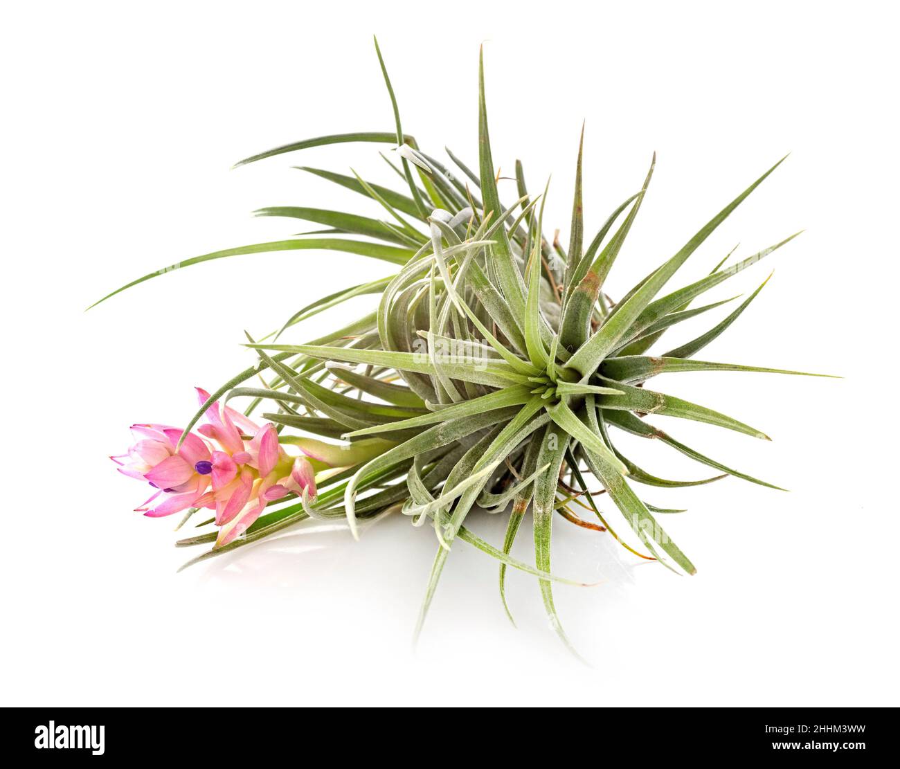 tillandsia plant in front of white background Stock Photo