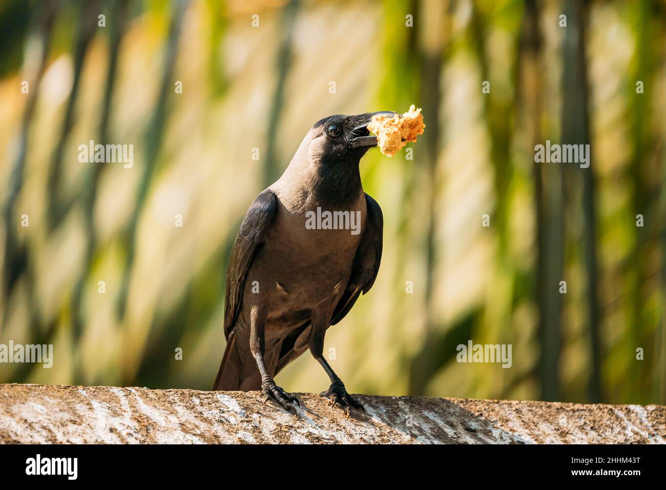 Goa, India. House Crow Sitting On Crossbar With Piece Of Chicken In
