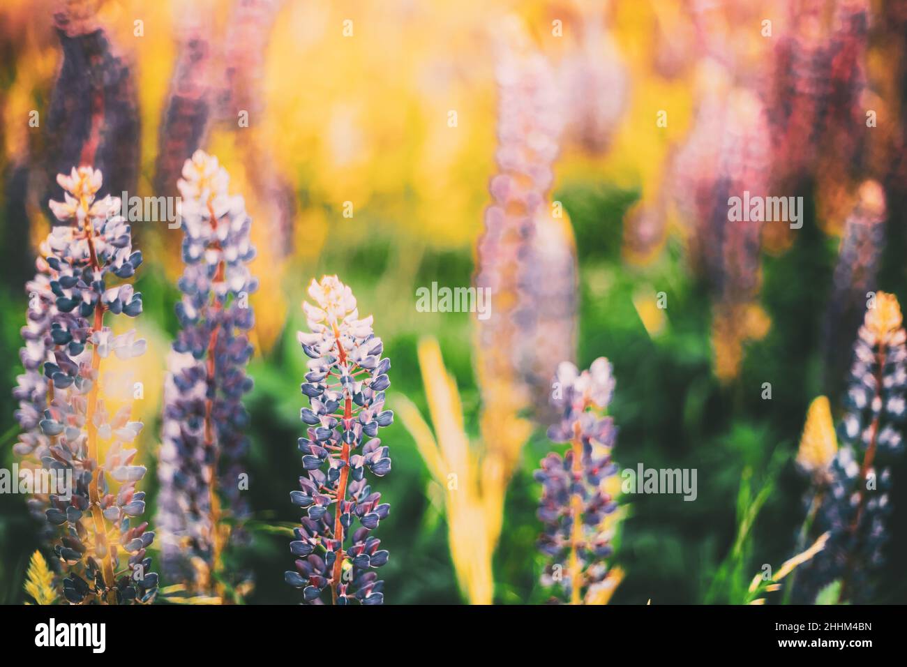 Bush Of Wild Flowers Lupine In Summer Field Meadow. Lupinus, Commonly Known As Lupin Or Lupine, Is A Genus Of Flowering Plants In The Legume Family Stock Photo