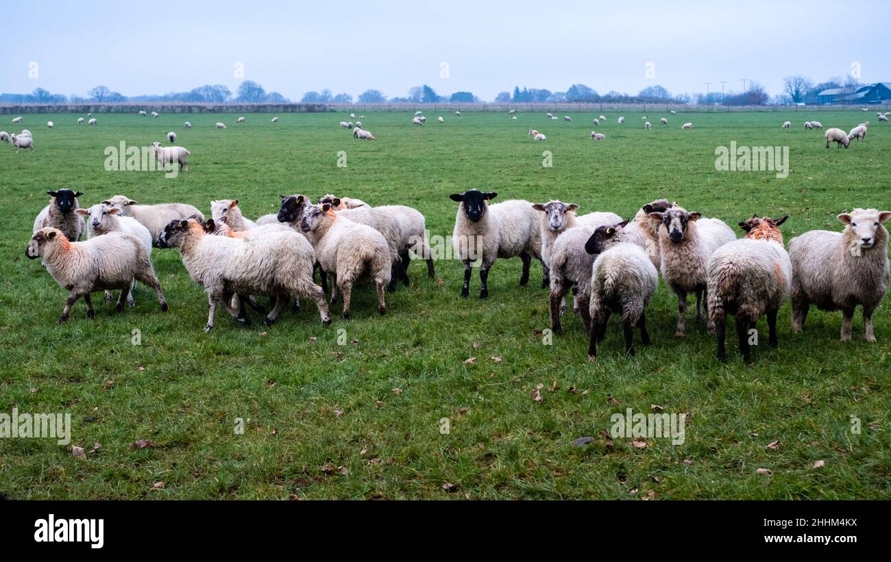 flock of sheep in a field in southern England Stock Photo - Alamy