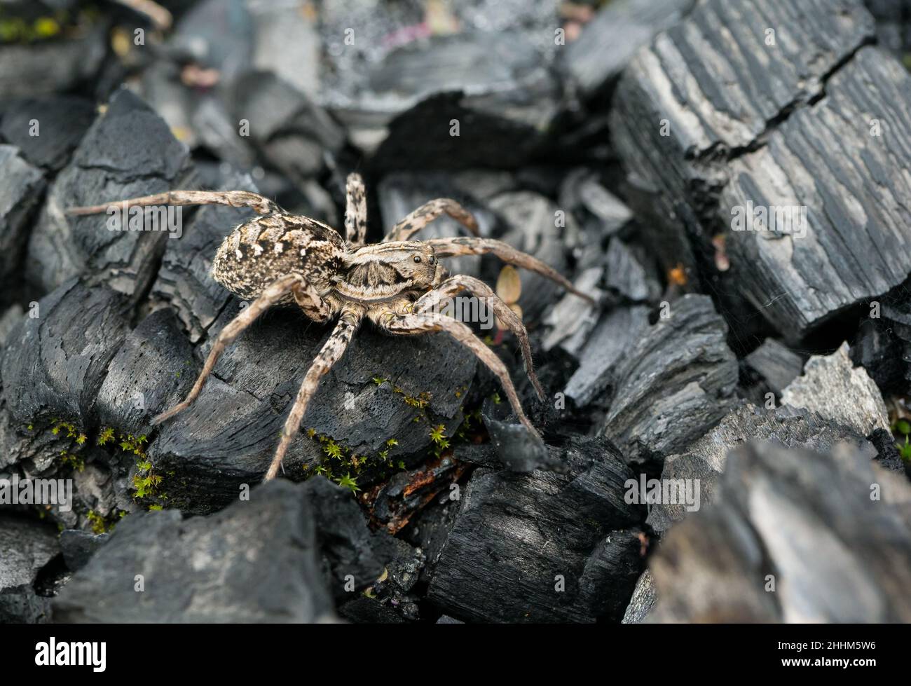 Great fox spider (Alopecosa fabrilis Stock Photo Alamy