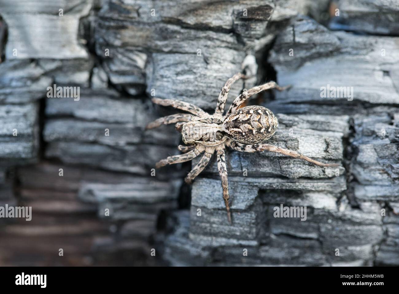 Great fox spider (Alopecosa fabrilis Stock Photo Alamy