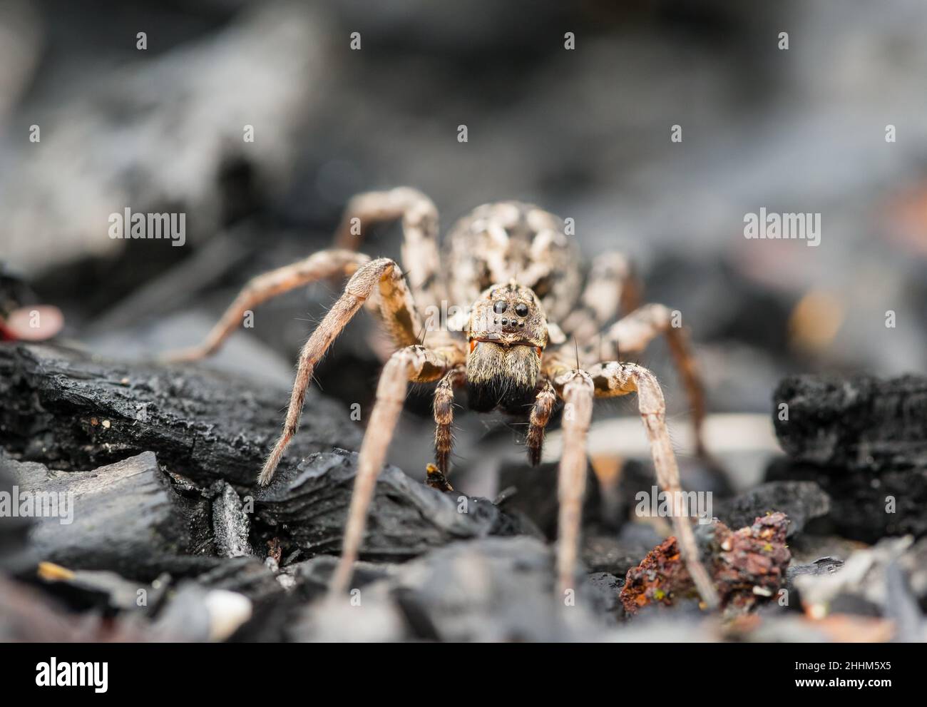 Great fox spider (Alopecosa fabrilis Stock Photo Alamy