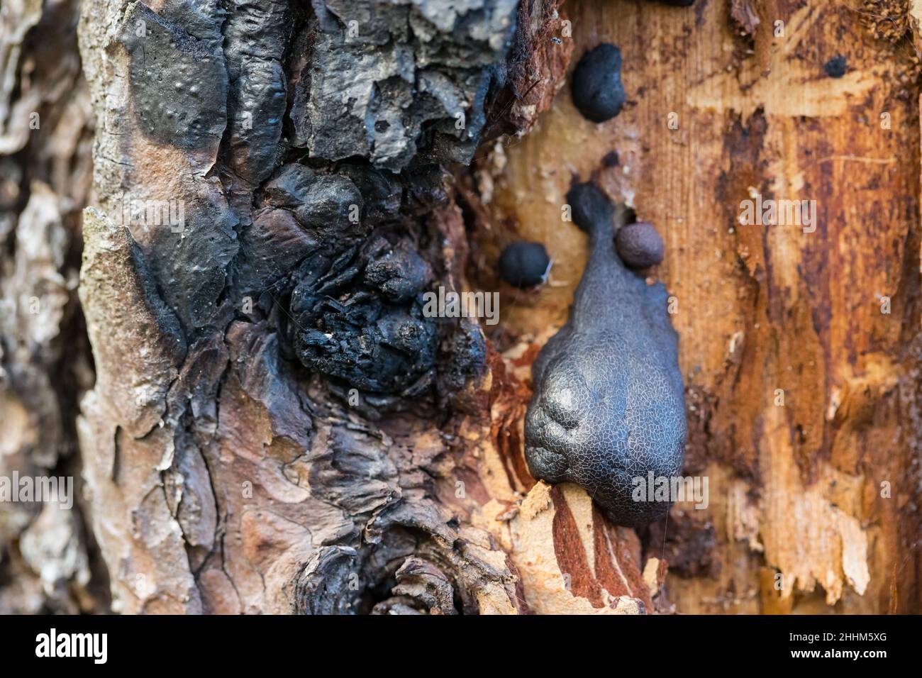 Slime mold (Amaurochaete atra) growing on a tree trunk Stock Photo