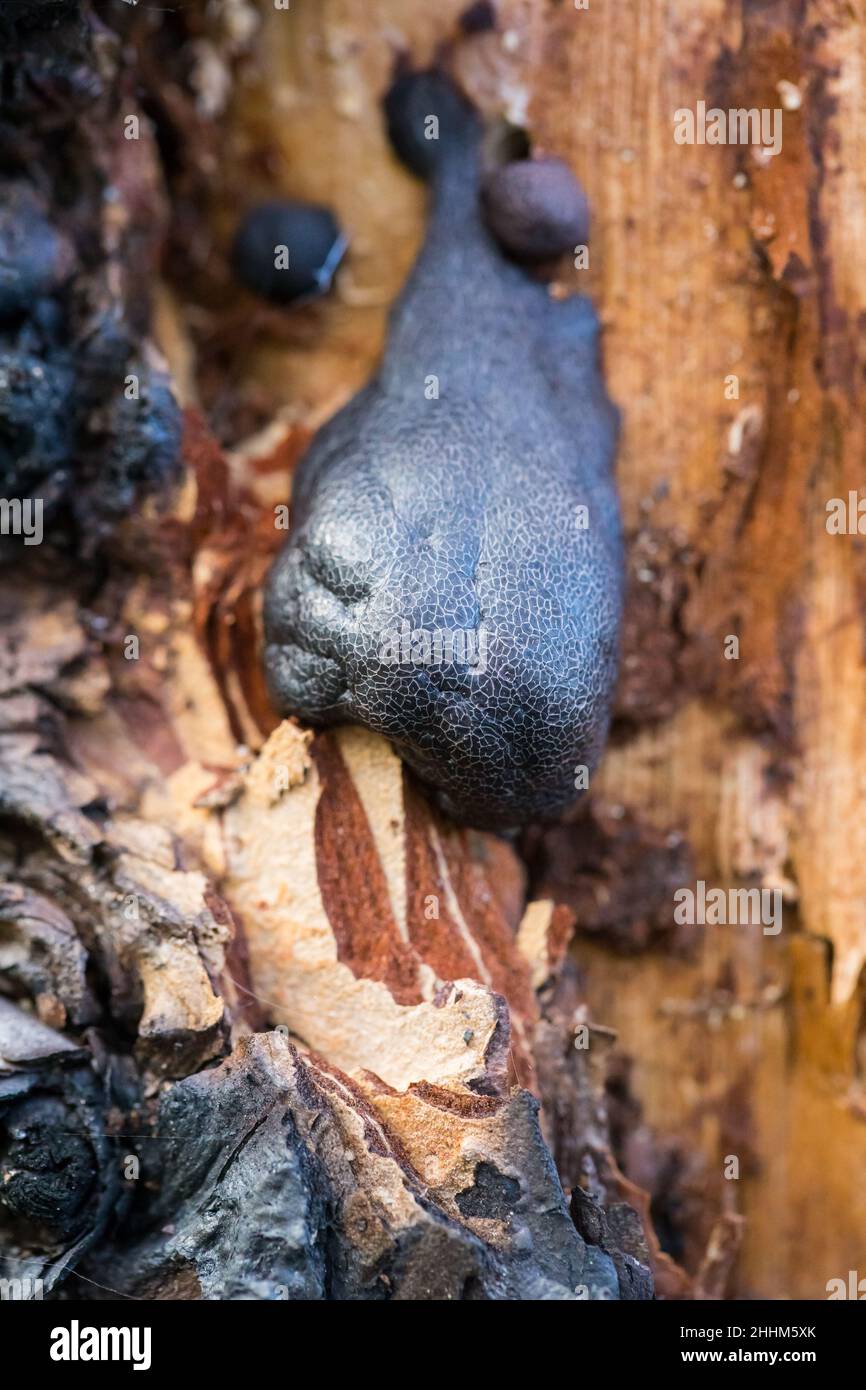 Slime mold (Amaurochaete atra) growing on a tree trunk Stock Photo