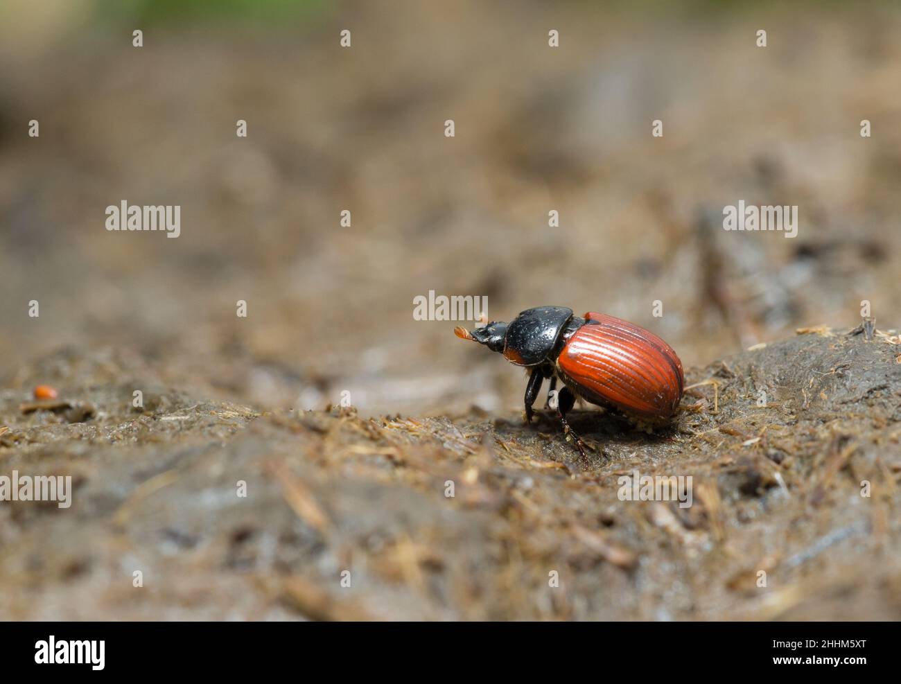 Cow dung beetle hi-res stock photography and images - Alamy