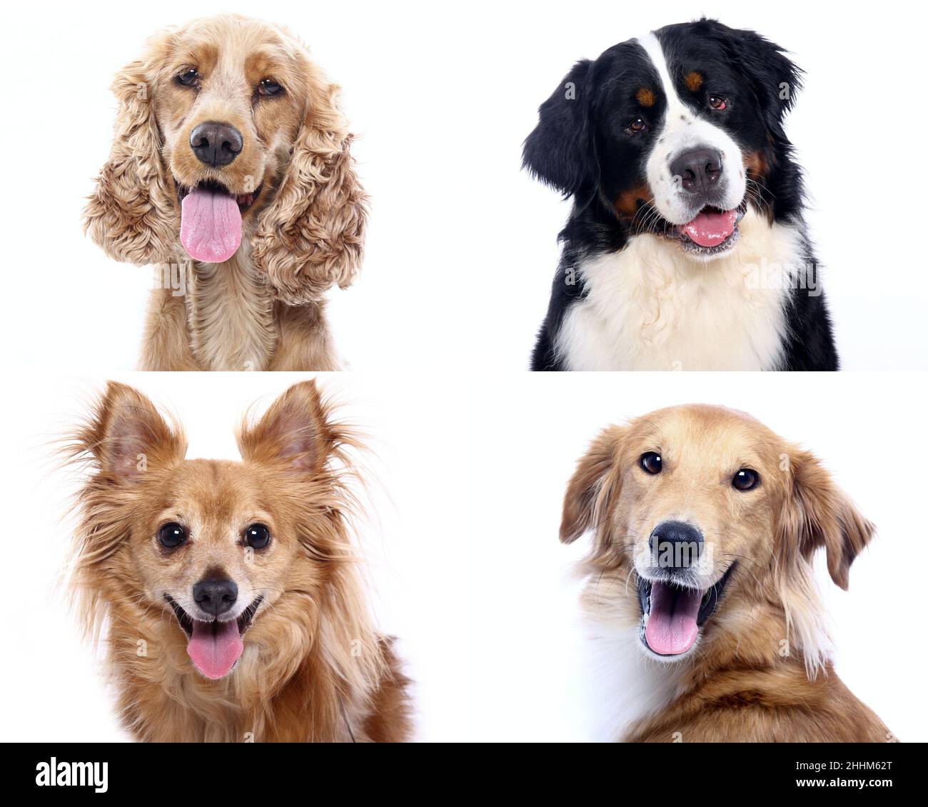 Group of beautiful dogs in front of a white background Stock Photo - Alamy