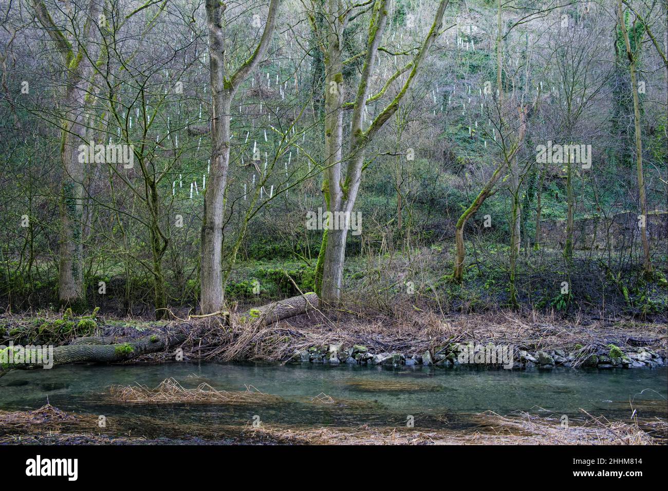 New tree plantings in the Lathkill Dale National Nature Reserve, Peak District National Park, Derbyshire, England Stock Photo
