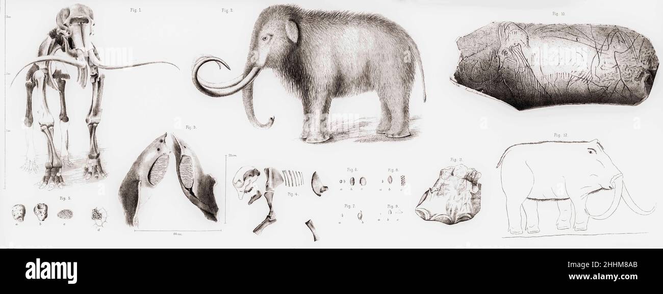 Drawings of the extinct woolly mammoth, Mammuthus primigenius, plus excavated fragments.  Fig 10 shows a piece of ivory with the outline of a woolly mammoth carved into it.  After an engraving published by the Zurich Natural Research Society in 1892. Stock Photo