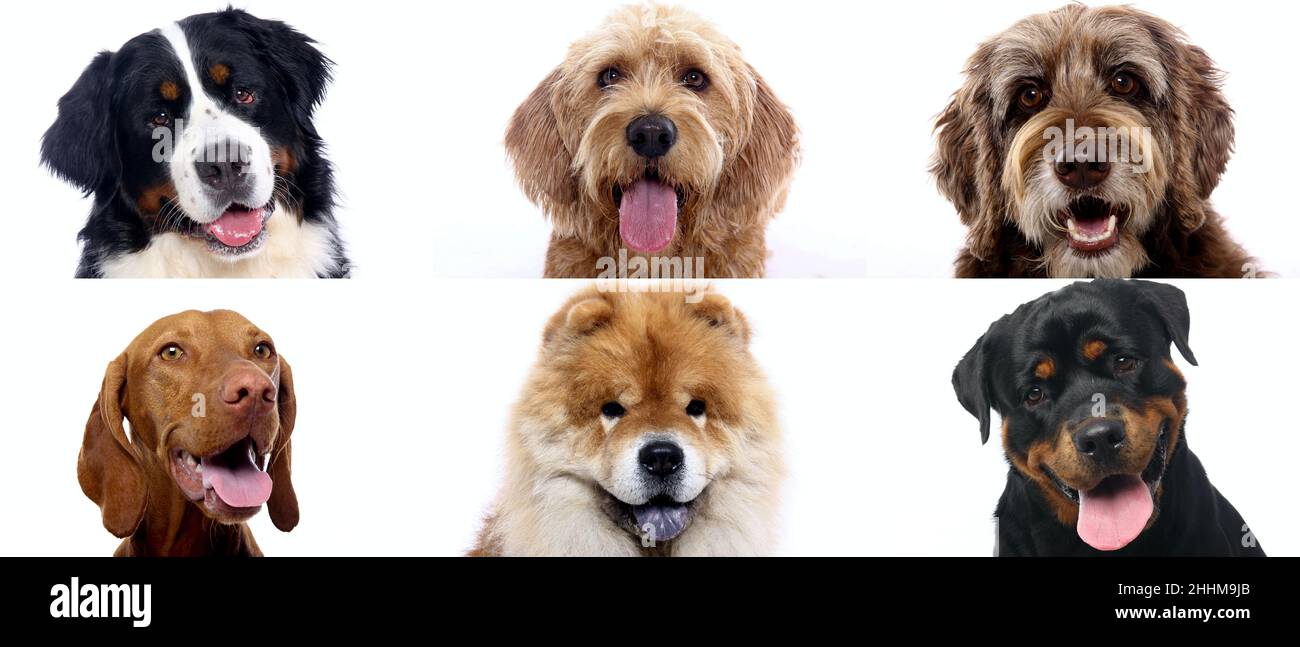 Group of beautiful dogs in front of a white background Stock Photo - Alamy