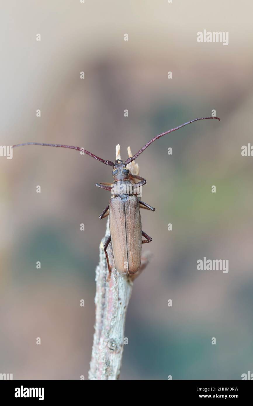Aegosoma scabricorne an endangered big European longhorn beetle in close view Stock Photo