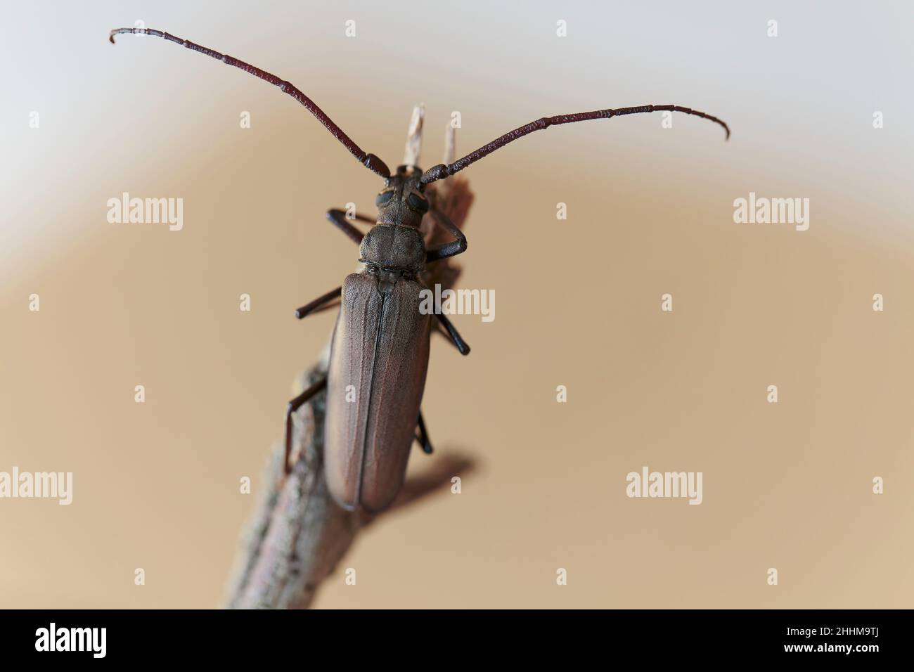 Aegosoma scabricorne an endangered big European longhorn beetle in close view Stock Photo