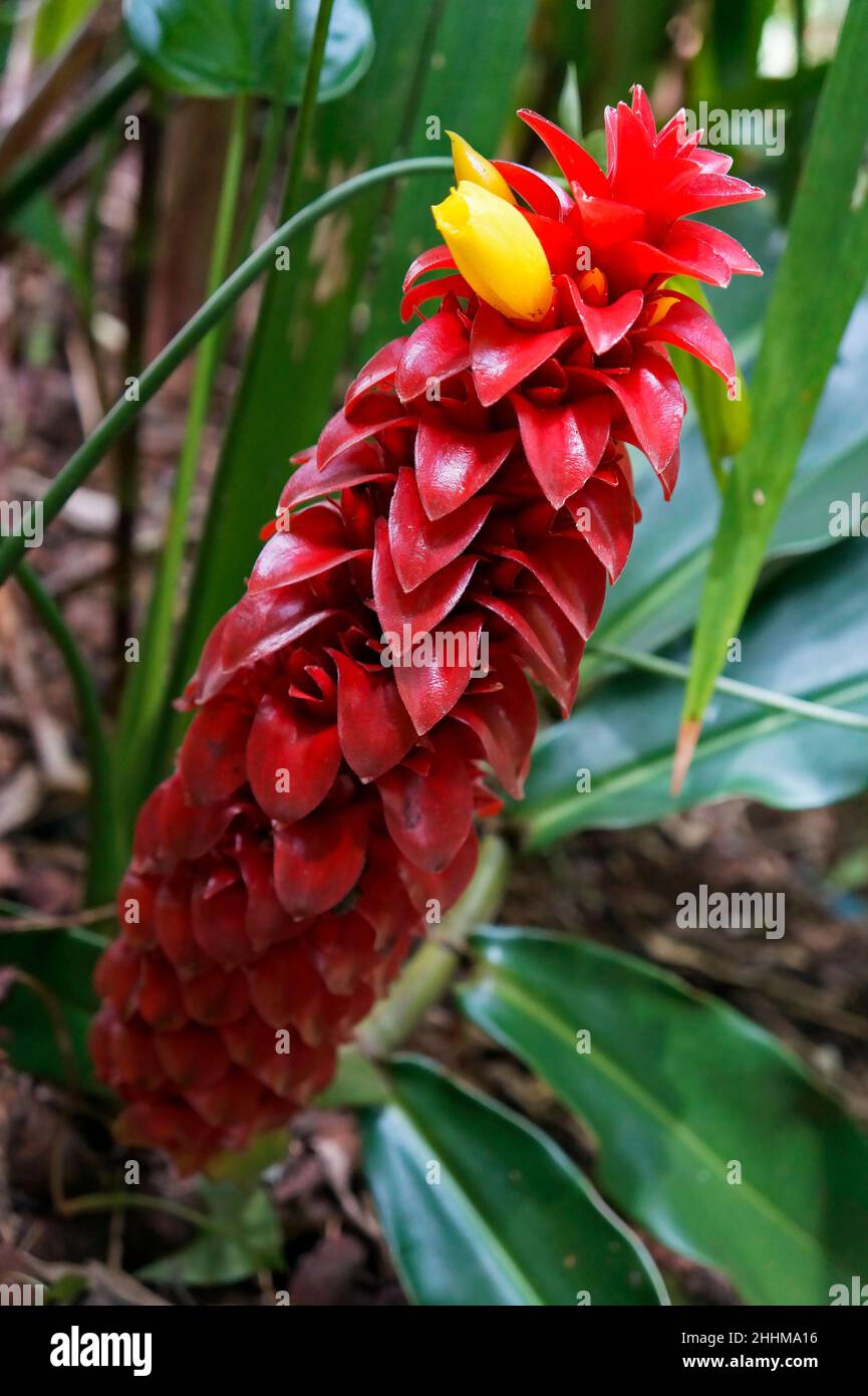 Spiral ginger flower (Costus barbatus) Stock Photo