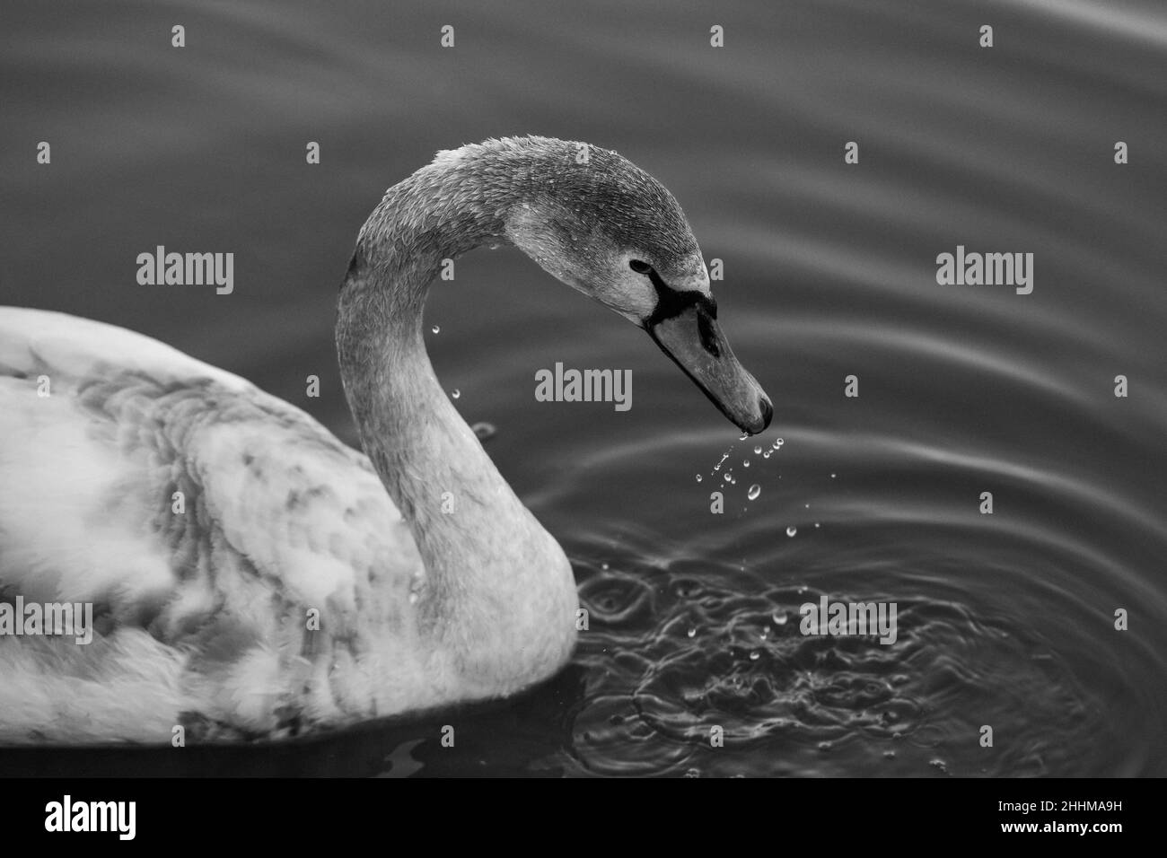 Closeup of a beautiful swan swimming on a lake in black and white Stock ...