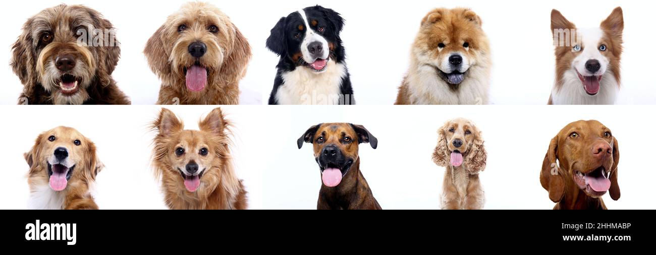 Group of beautiful dogs in front of a white background Stock Photo - Alamy