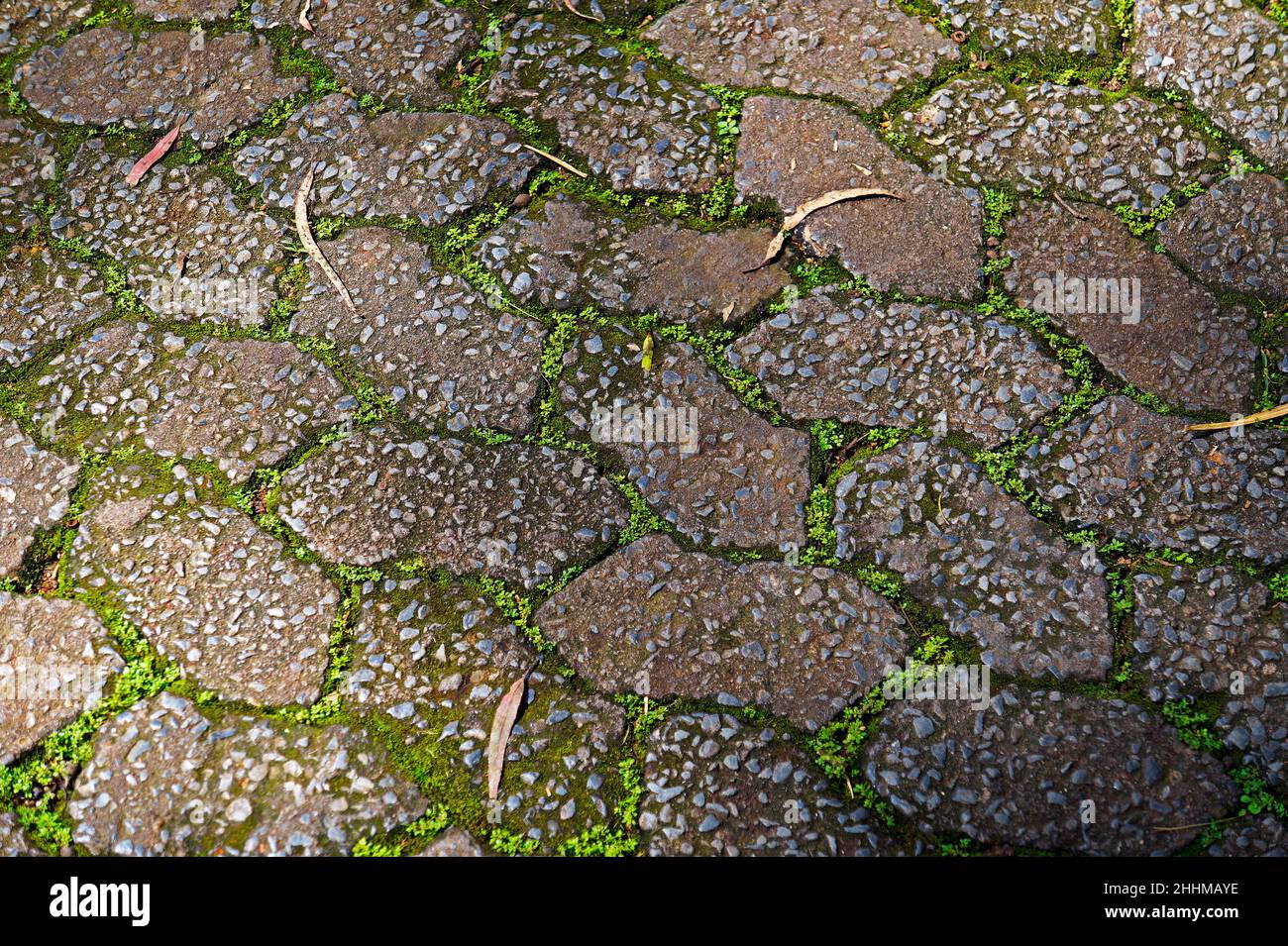 Patterned paving bricks, cement brick floor Stock Photo
