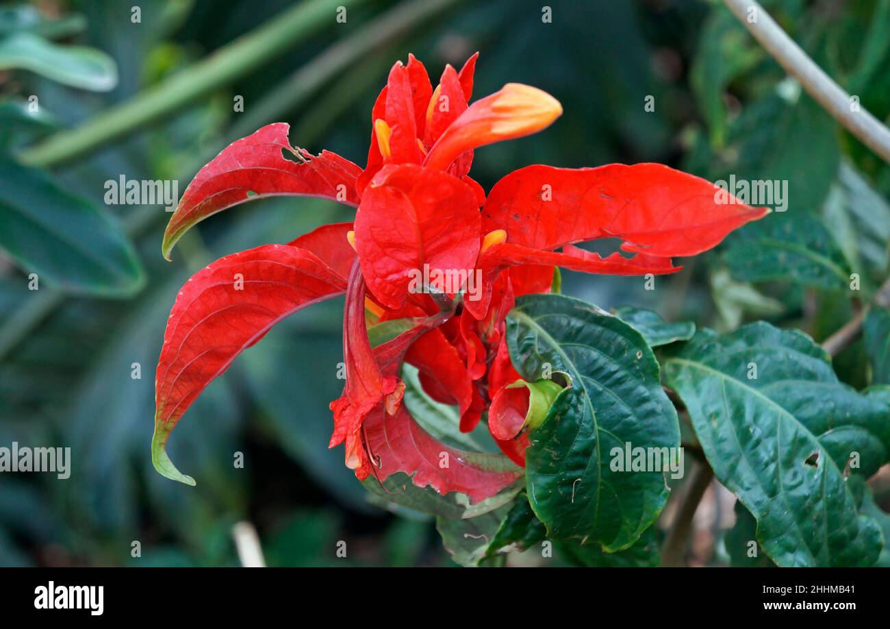 Exotic red flower on garden (Pachystachys coccinea) Stock Photo
