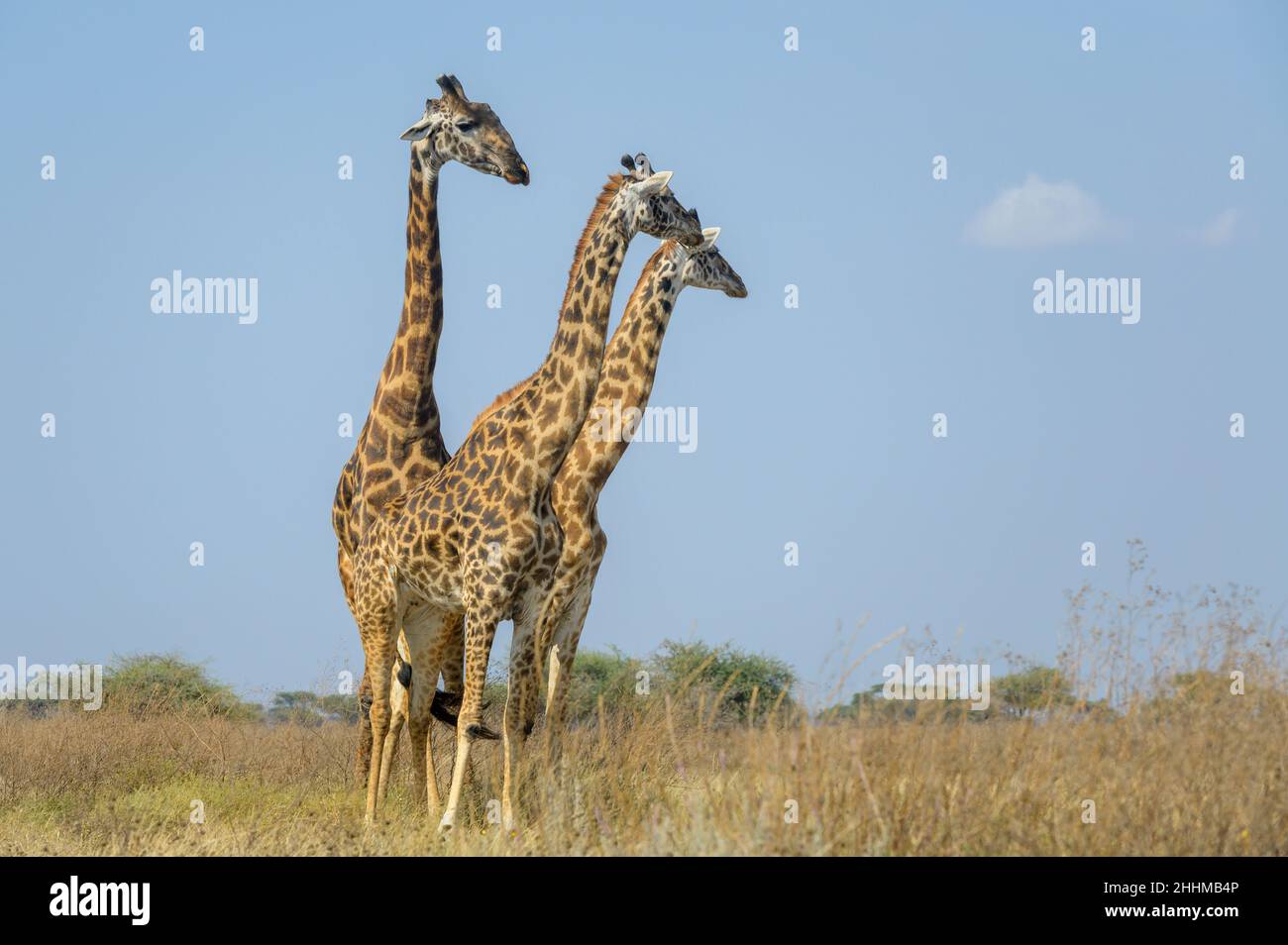 Three Masai giraffes (Giraffa camelopardalis tippelskirchii) on savanna, male following the female for mating, Ngorongoro CA, Tanzania Stock Photo