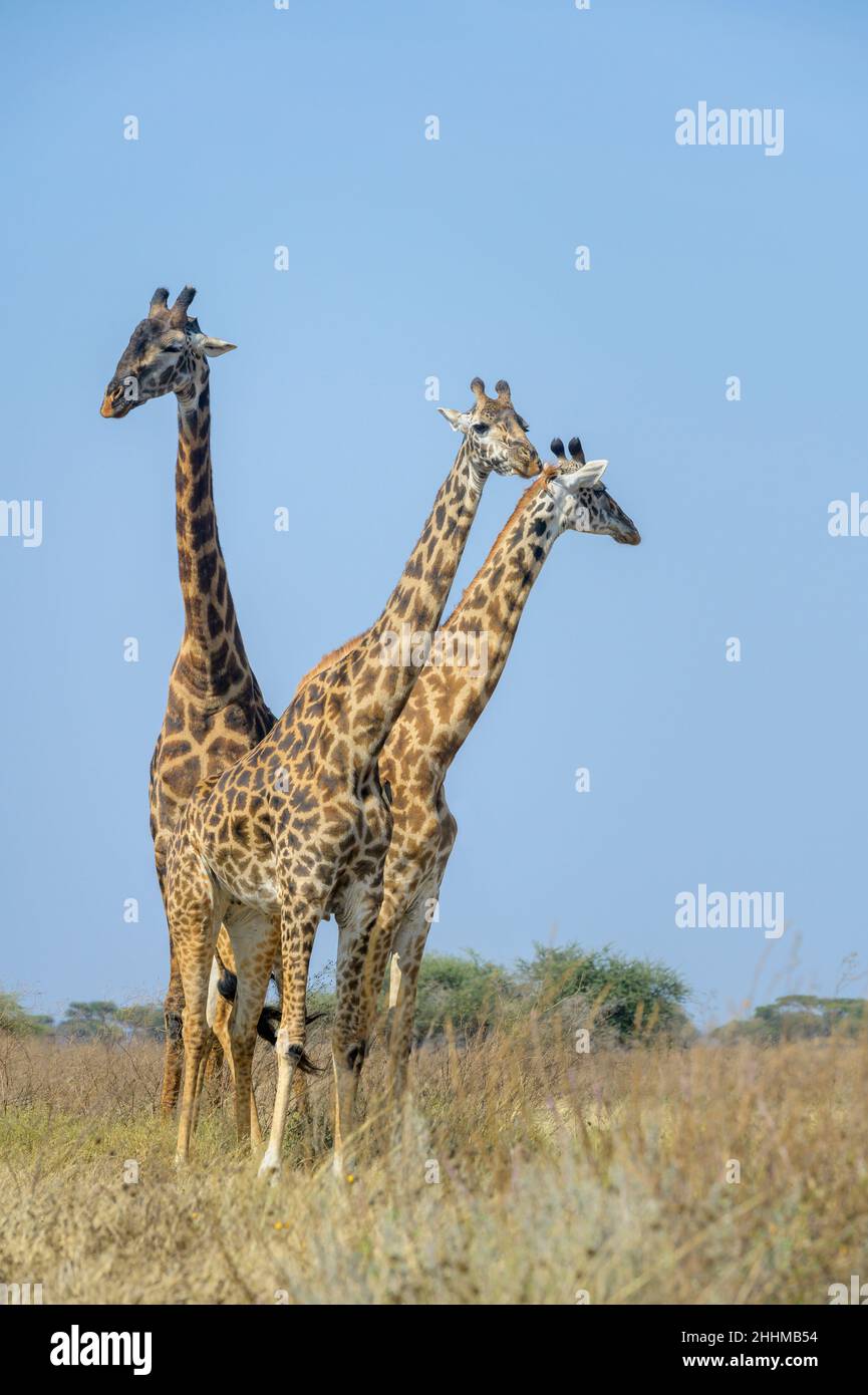 Three Masai giraffes (Giraffa camelopardalis tippelskirchii) standing on savanna with male following the female for mating, Ngorongoro Conservation Ar Stock Photo