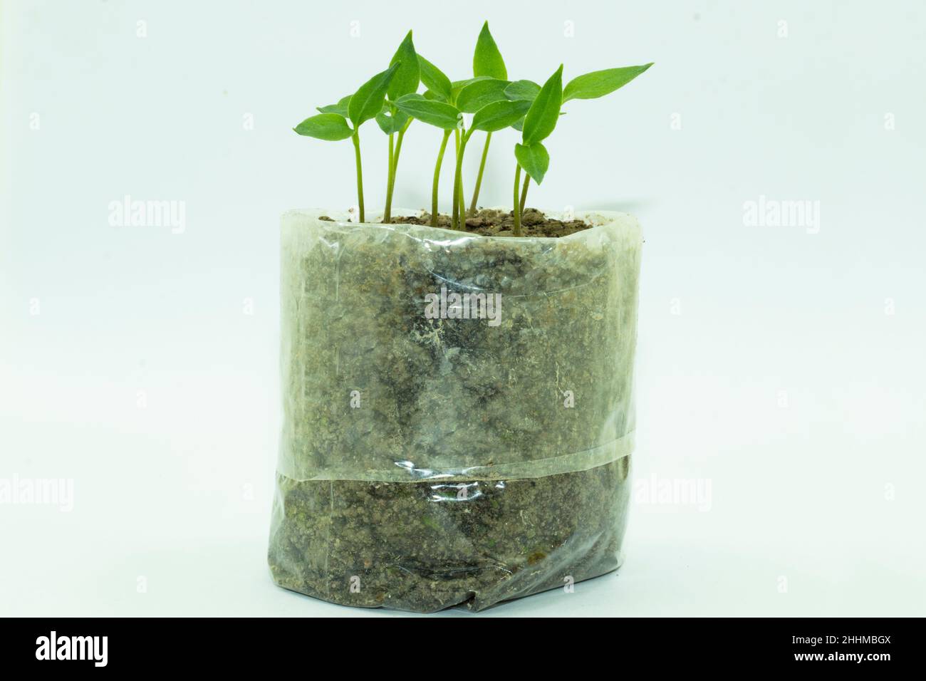 Another way to plant trees is with a polythene bag. In to the home