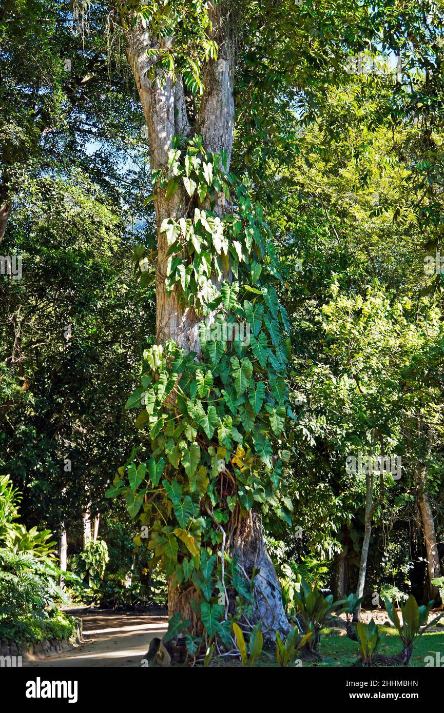 Philodendron climbing on tree trunk, Rio de Janeiro, Brazil Stock Photo -  Alamy