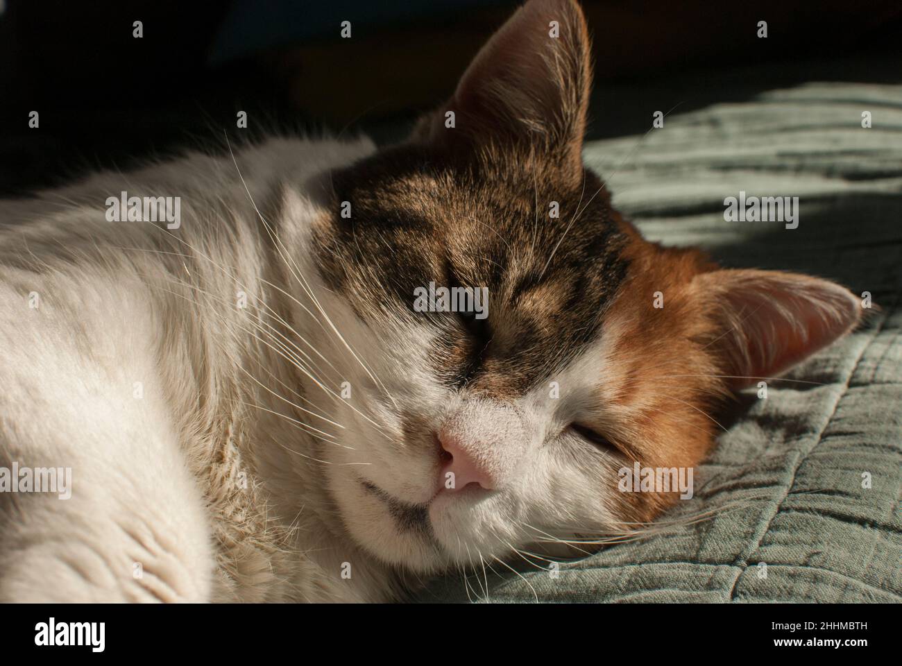 Head of resting on sofe female cat closeup Stock Photo