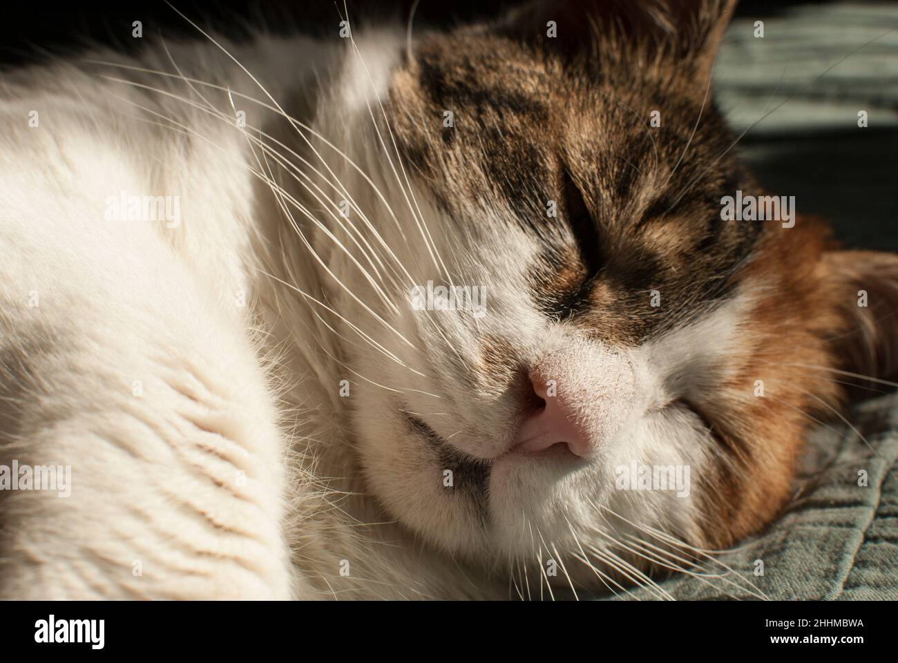Head of resting on sofe female cat closeup Stock Photo