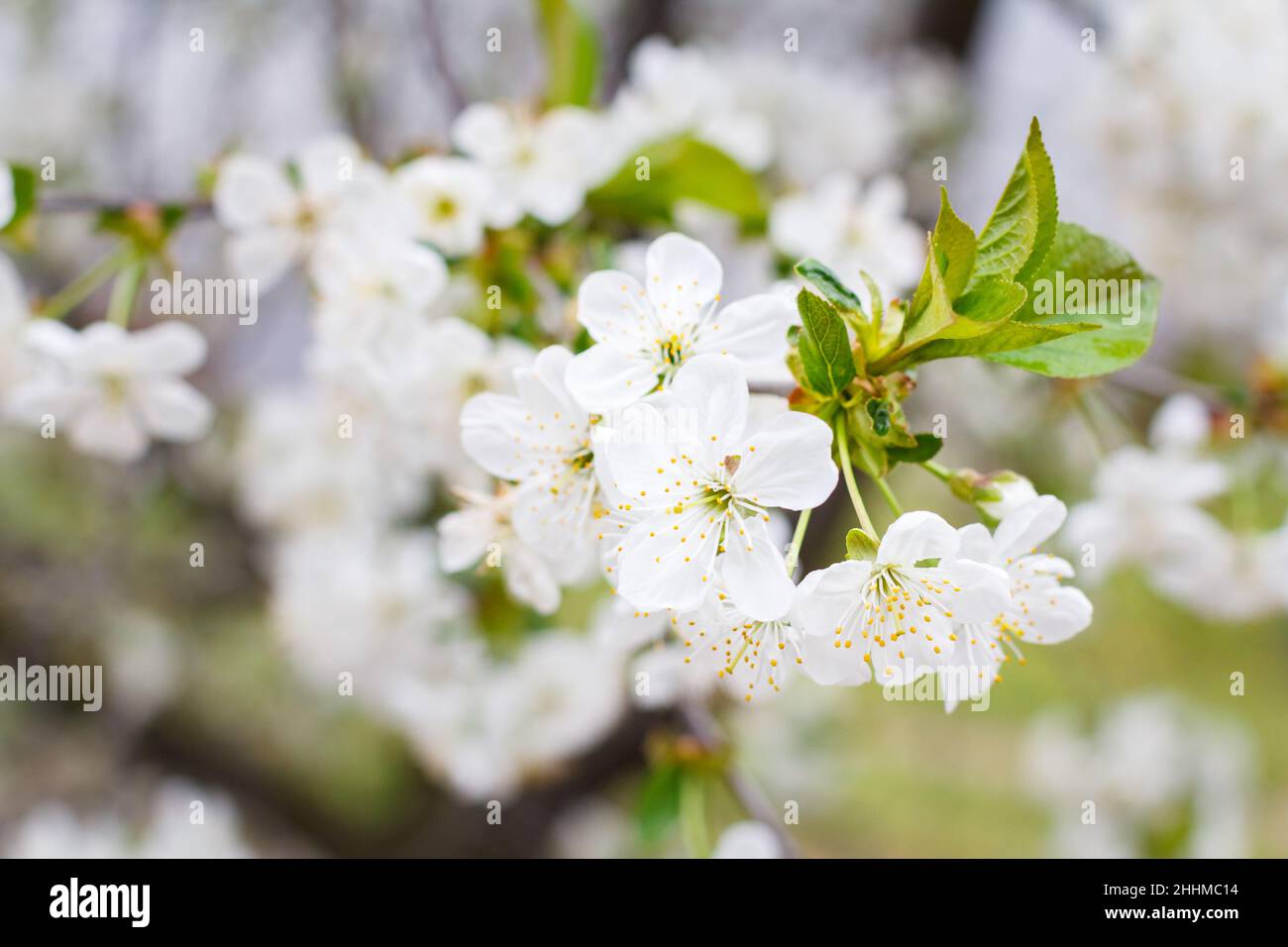Branch of cherry tree in the period of spring flowering. Stock Photo