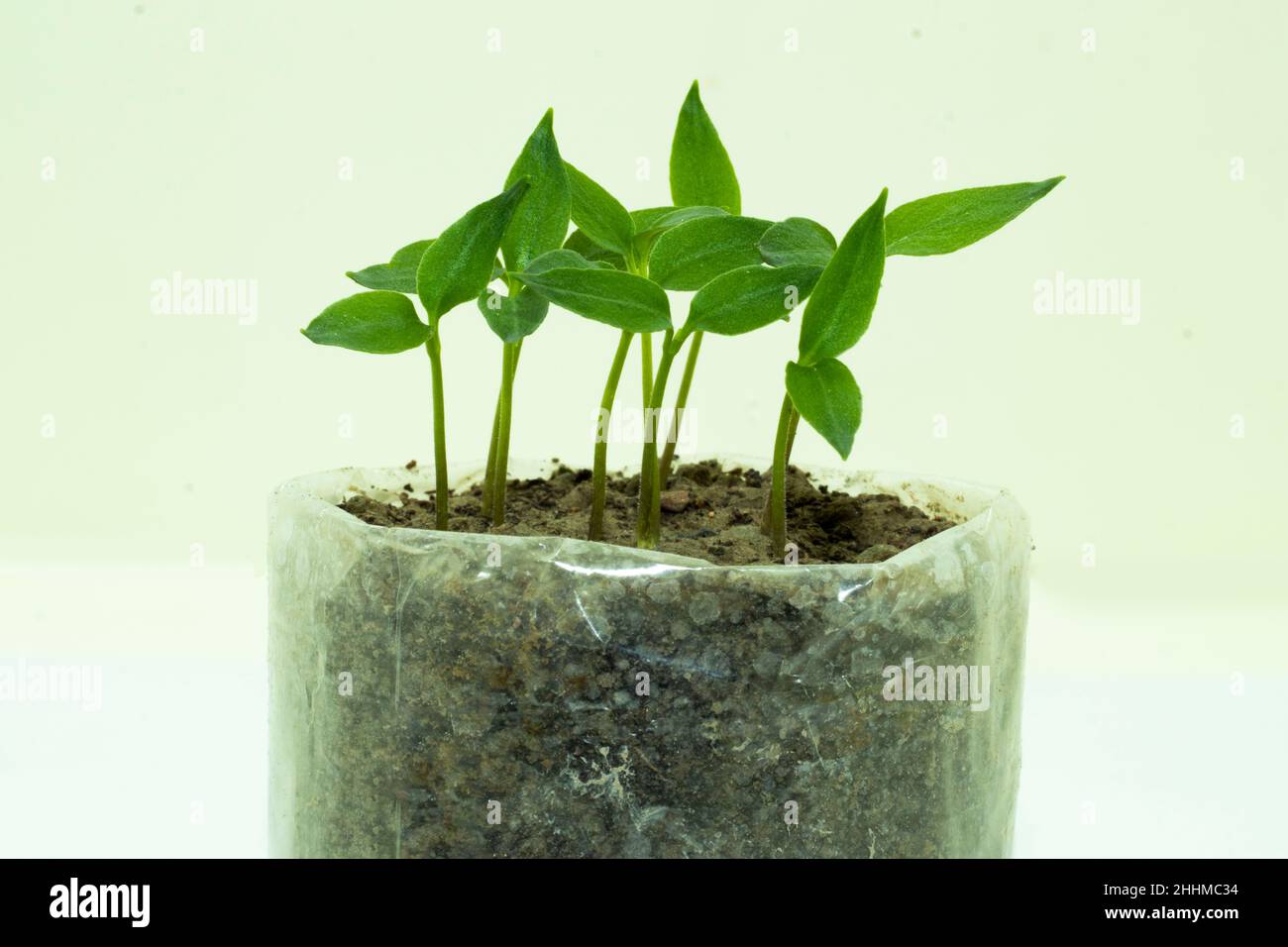 Seedlings of pepper from seed are growing in polythene bags that are made small plantation in a house Stock Photo