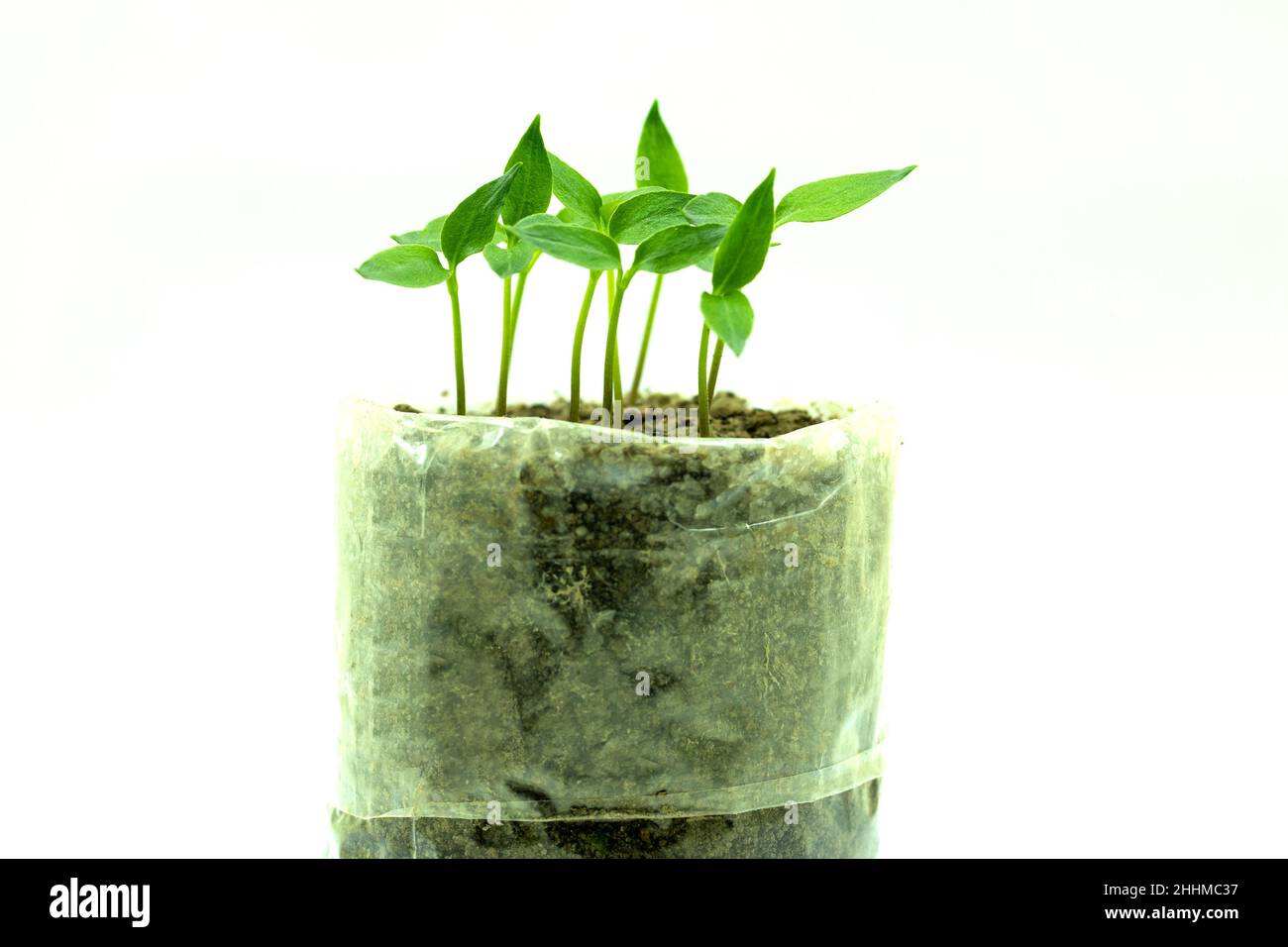 Small plantation in house and seedlings of pepper from seed are growing