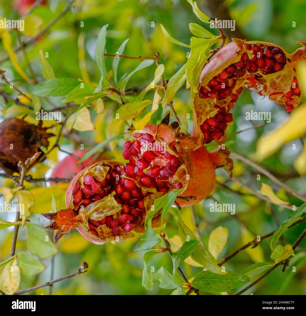 Colorful burstopen Pomegranate fruit hanging from its tree Branch